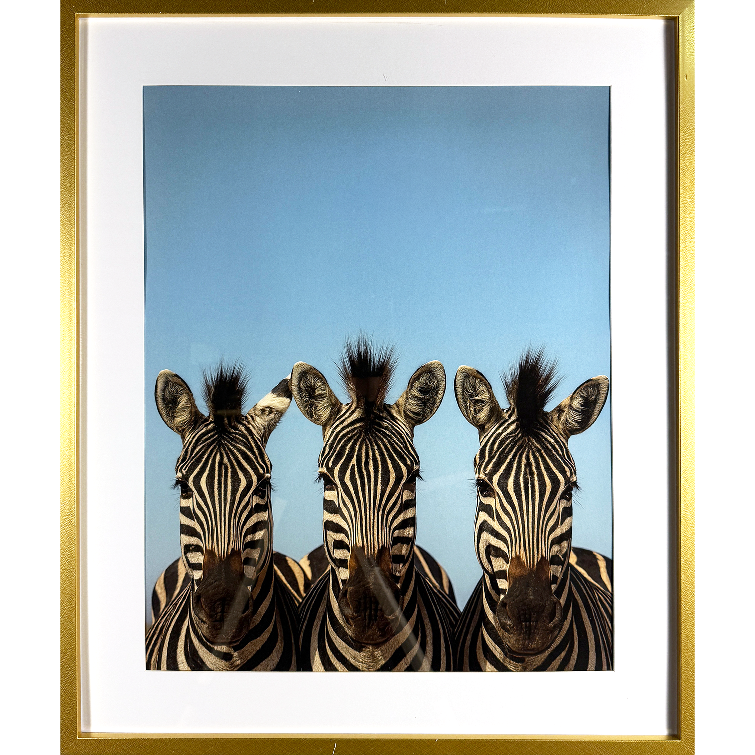Three Zebras 21"w x 25"h
