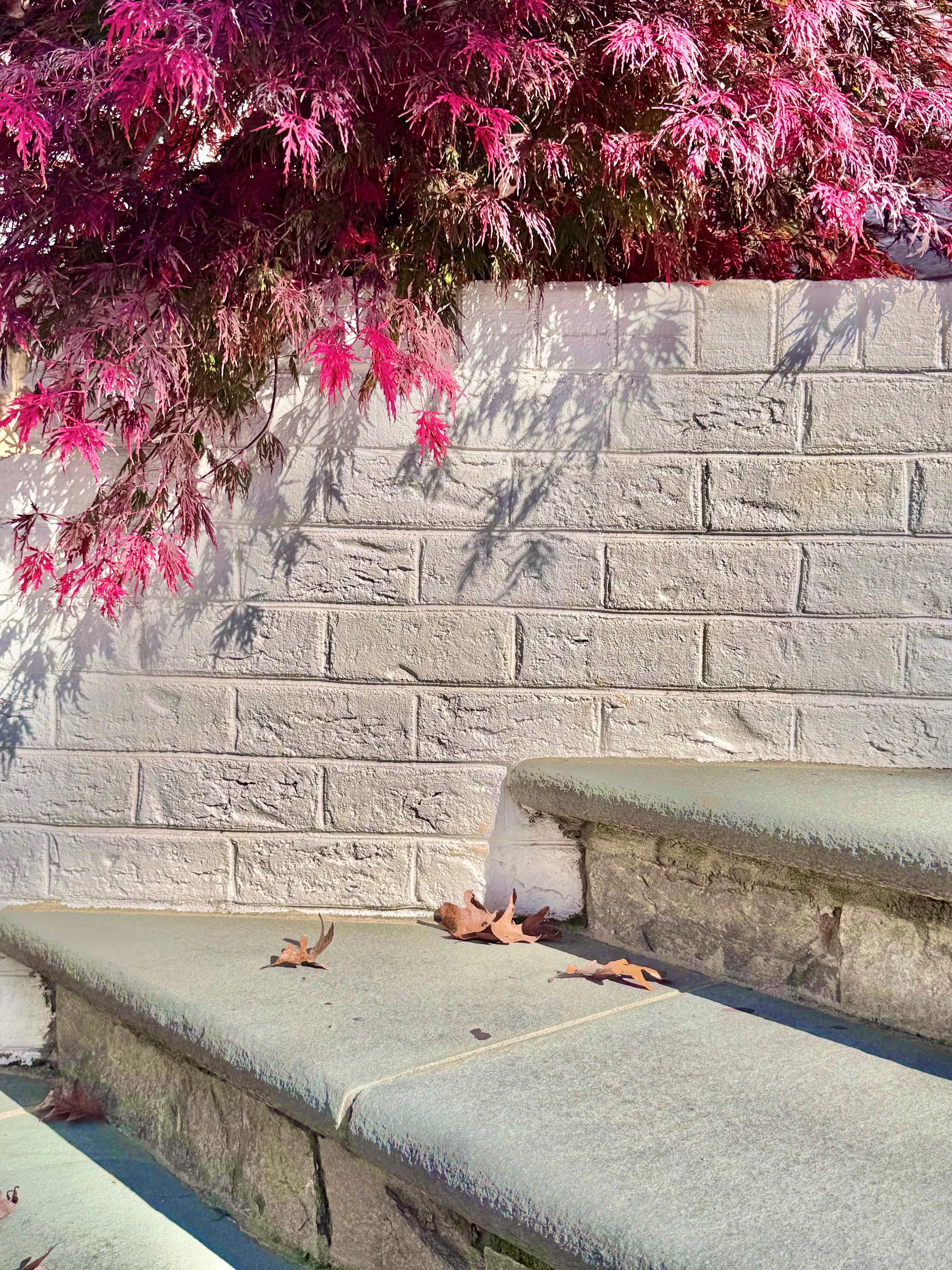 maple brick enlargement.jpg