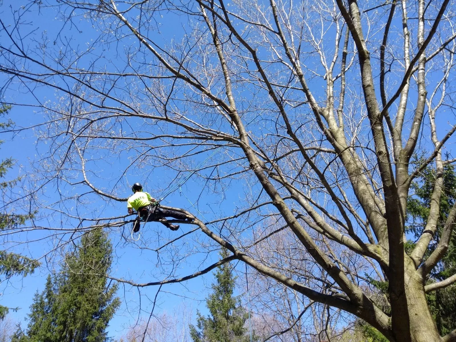 Arborist climbing in tree pruning the dead wood.