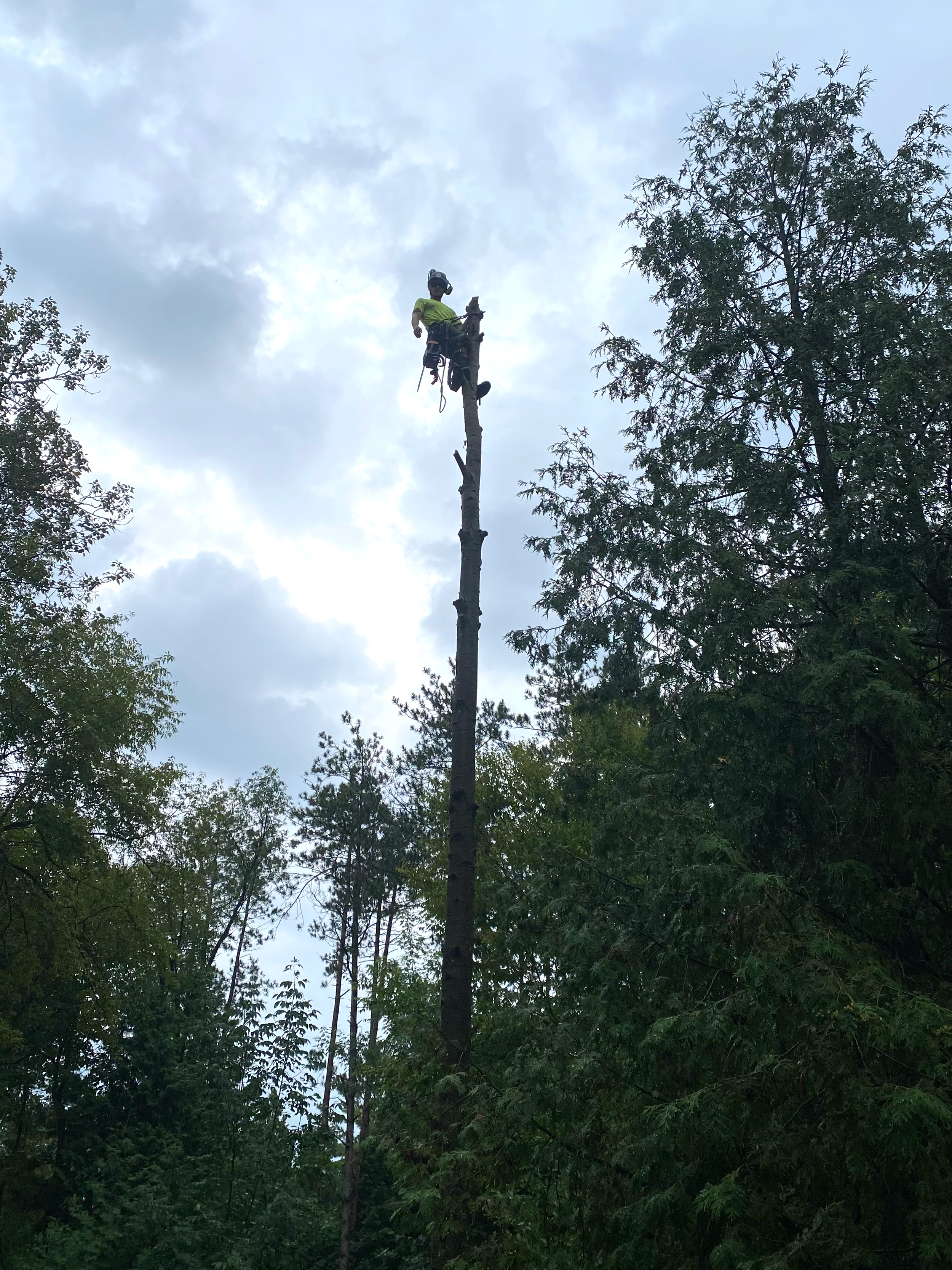 John the Arborist removing a dead tree