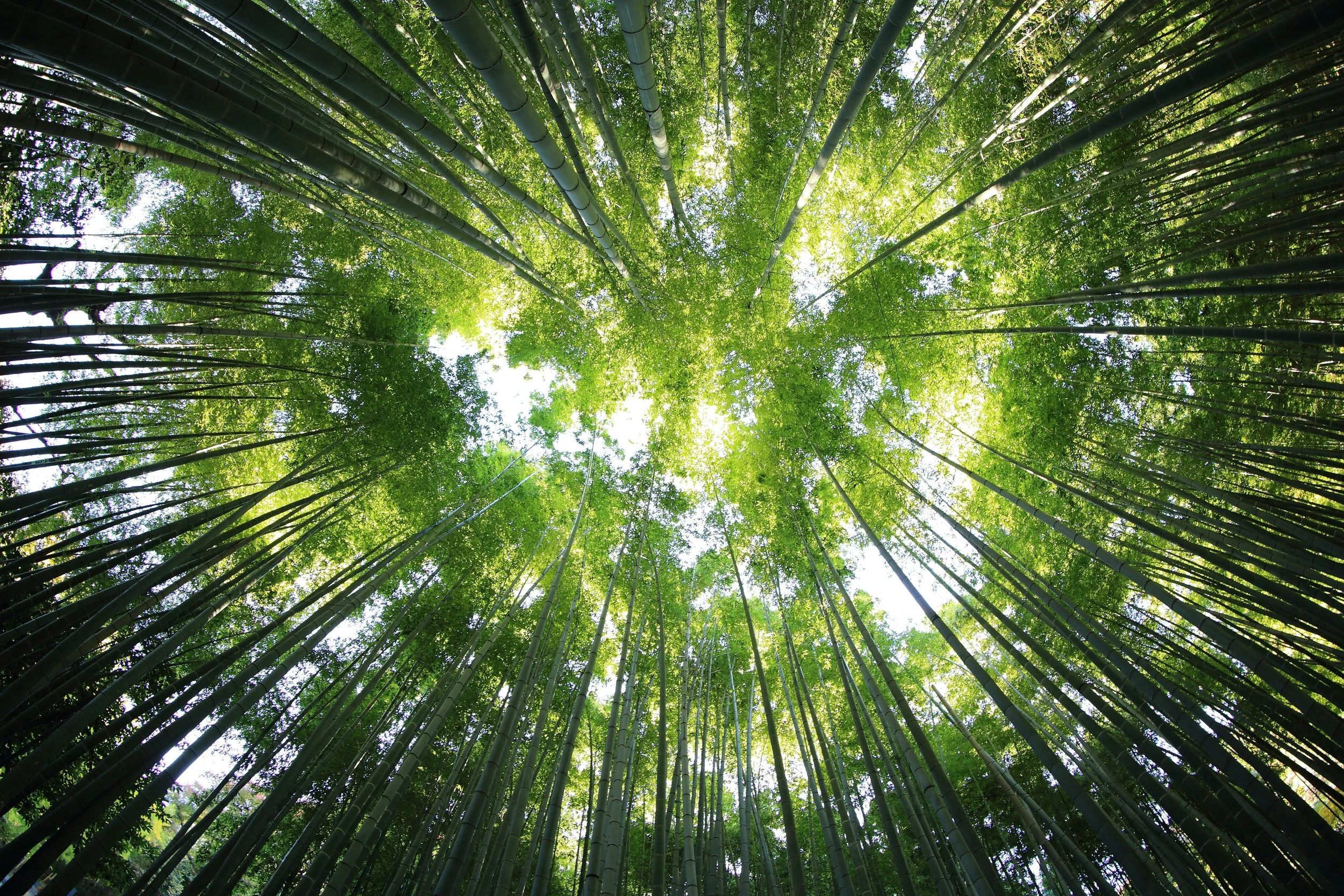 Looking up at the canopy of green treens from the forest floor