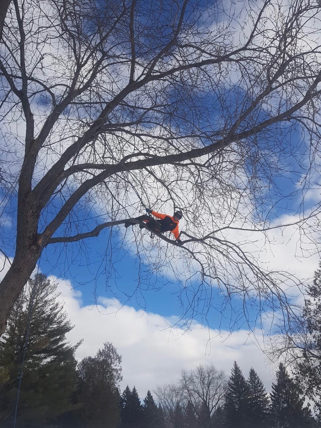 A person in an orange jacket and helmet climbing a tree branch against a partly cloudy sky with blue patches.
