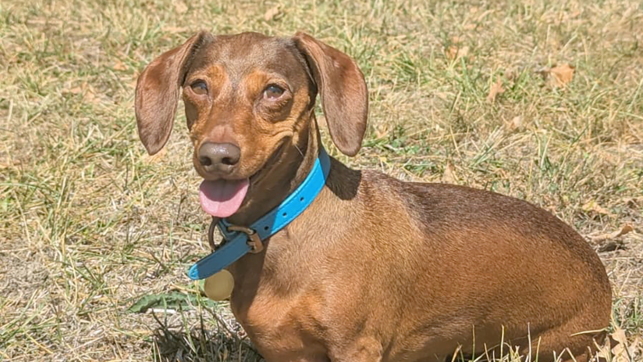 Où promener son chien à Angers #1: le parc de Pignerolle