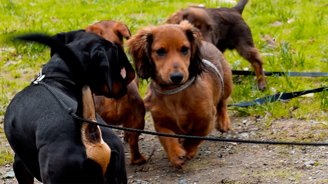 Où promener son chien à Angers #2 : le parc Balzac