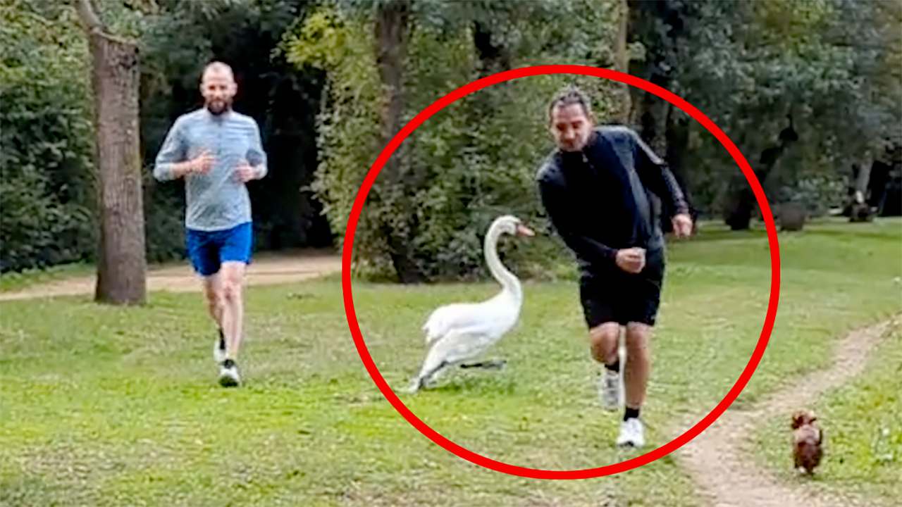 Angers : un cygne attaque un jogger au Lac de Maine