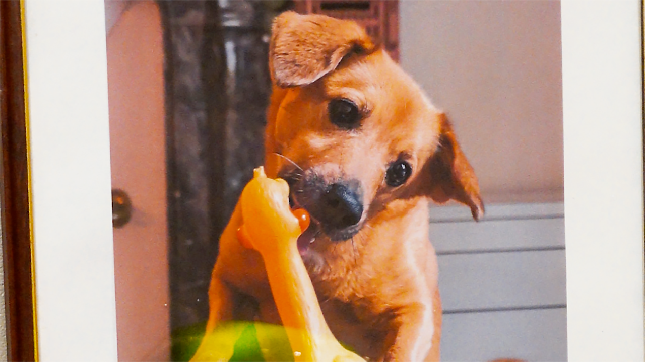 Chez Bobbe : le concept store pour chiens qu’il manquait à Angers