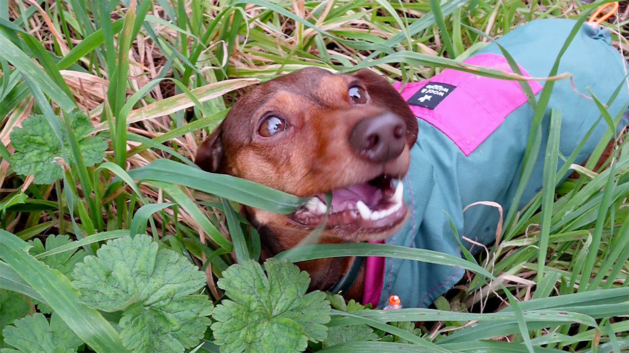Où promener son chien à Angers #3 : l’Étang Saint-Nicolas