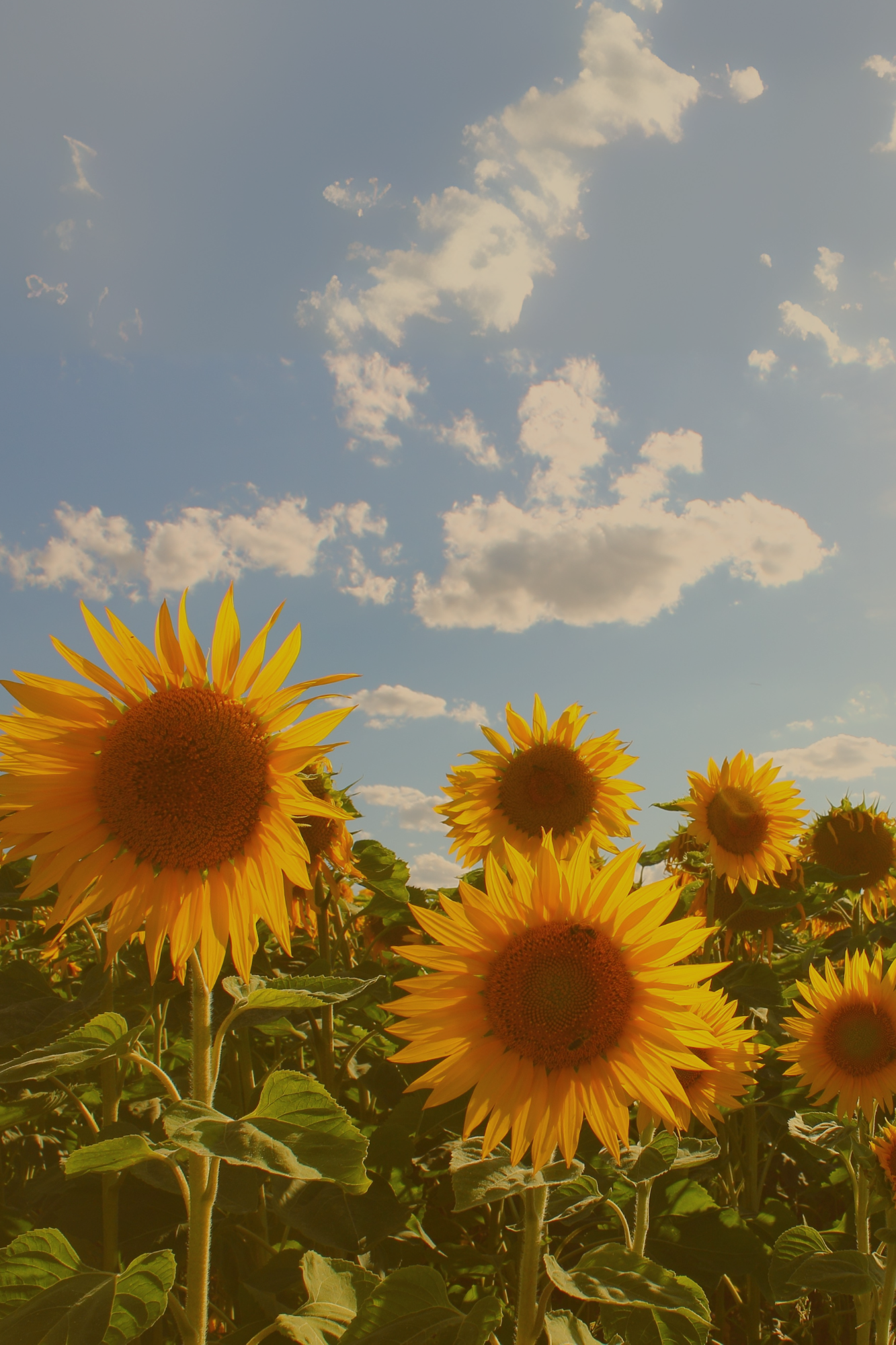 View from inside a sunflower field, looking through tall green stalks at bright yellow sunflowers in sunlight.