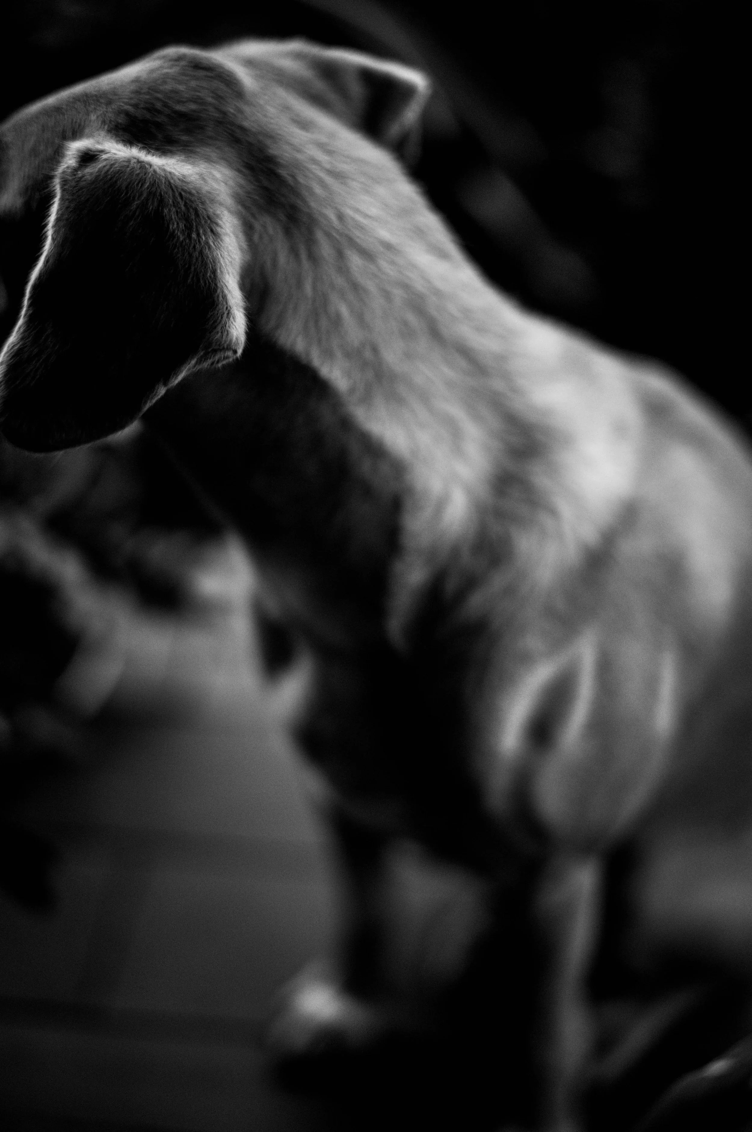L1008920.webp