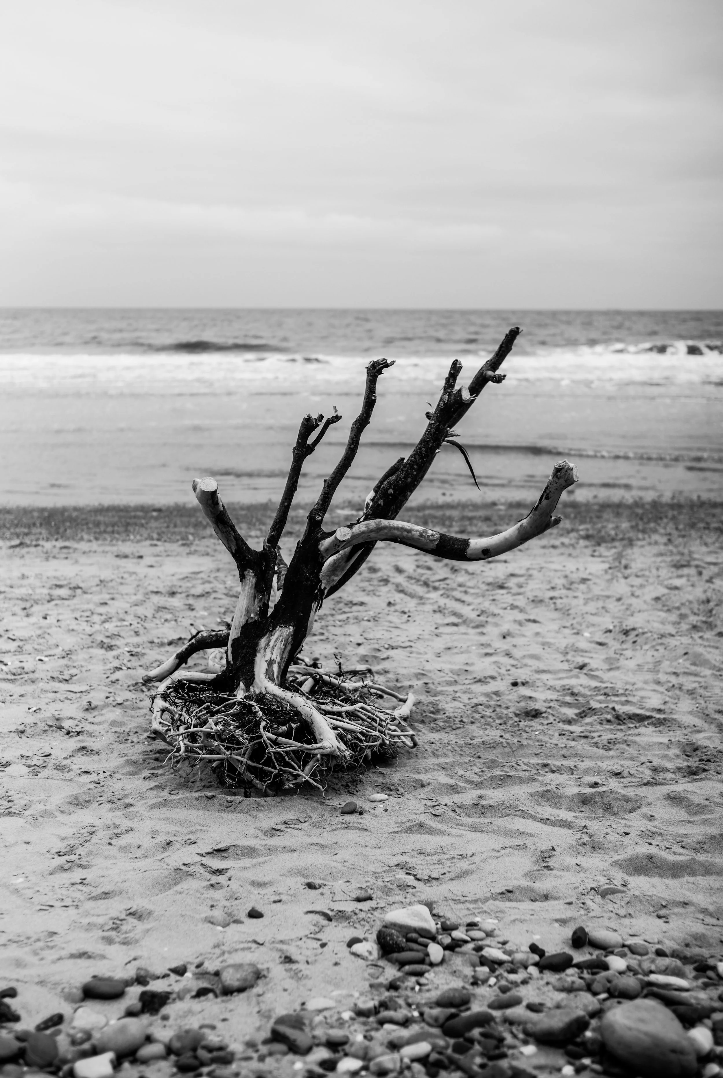 Neil Silk:Nature