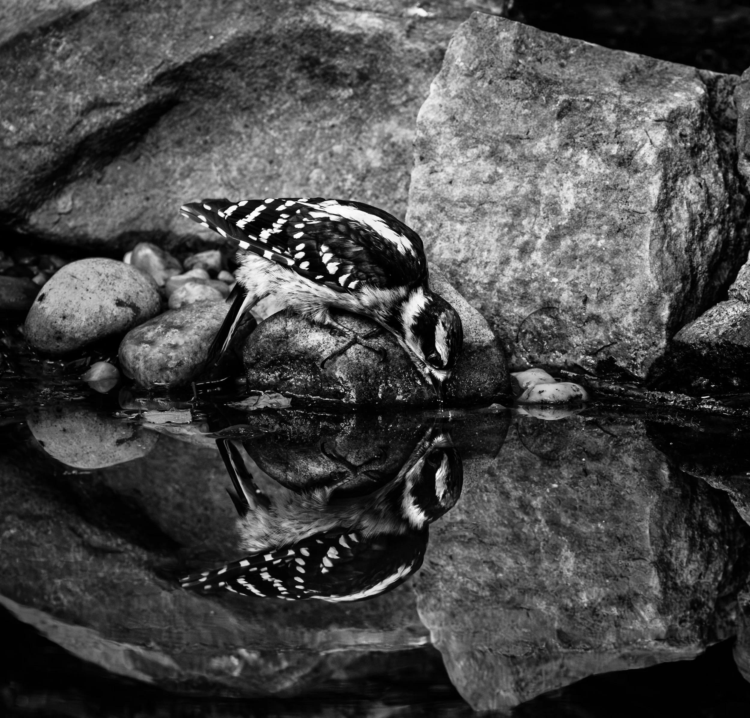 Mark W. Archibald:Wildlife