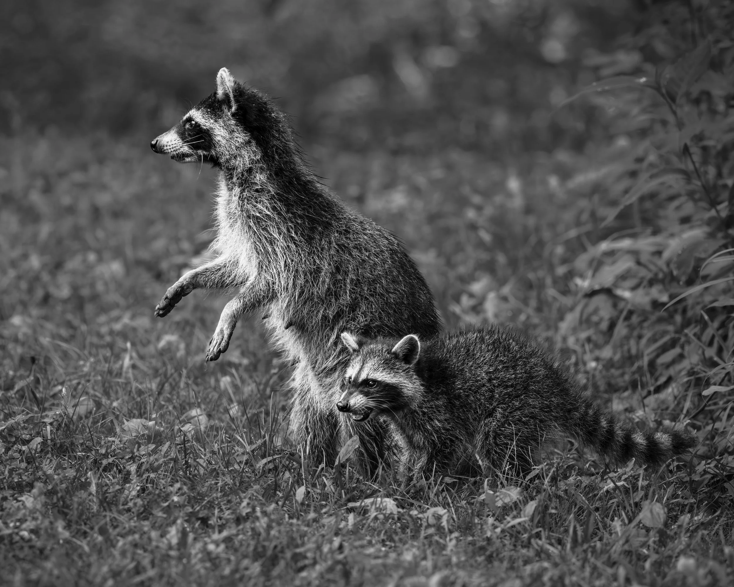 Mark W. Archibald:Wildlife