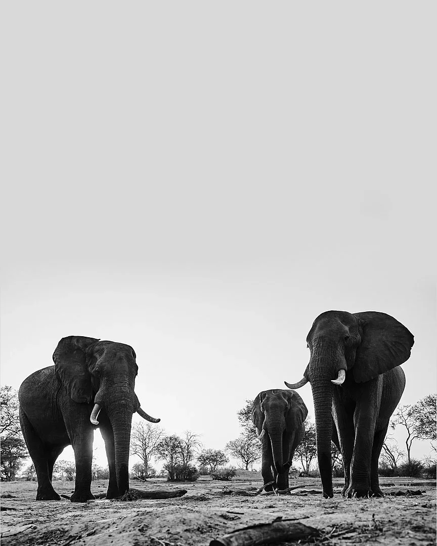 Darren Pellegrino:Wildlife