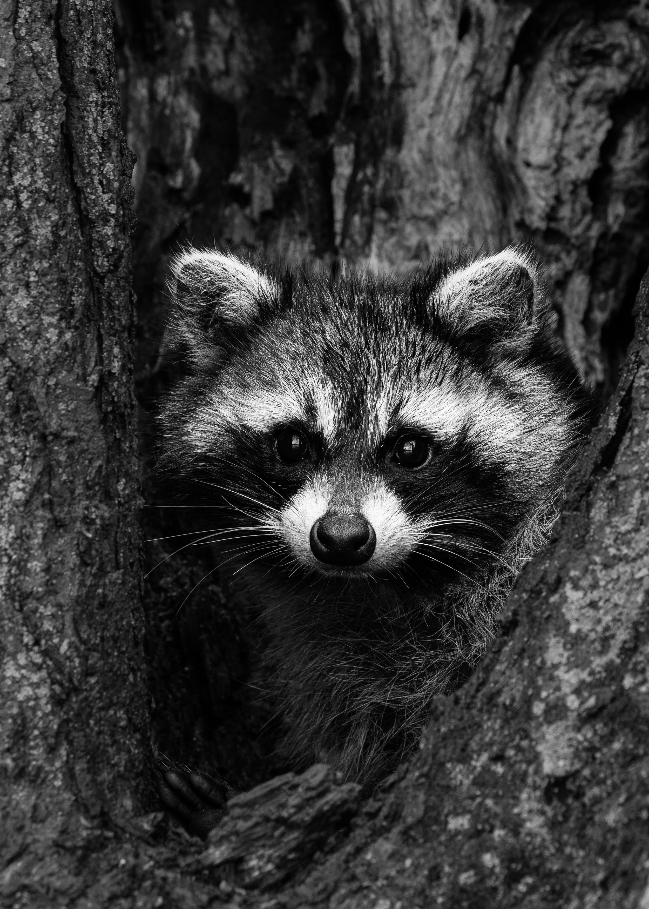 Mark W. Archibald:Wildlife