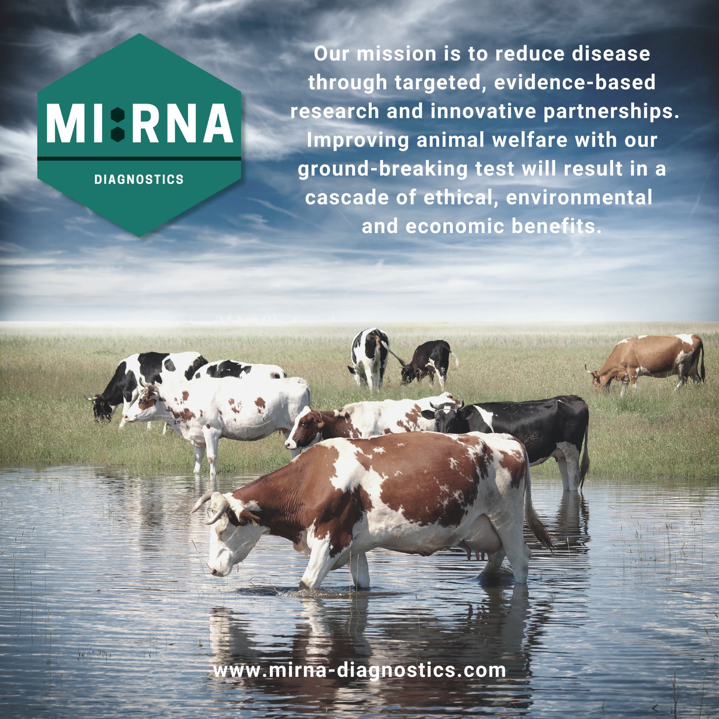 MI:RNA Ltd and SRUC Research awarded Innovate UK funding to tackle Johne’s disease in cattle