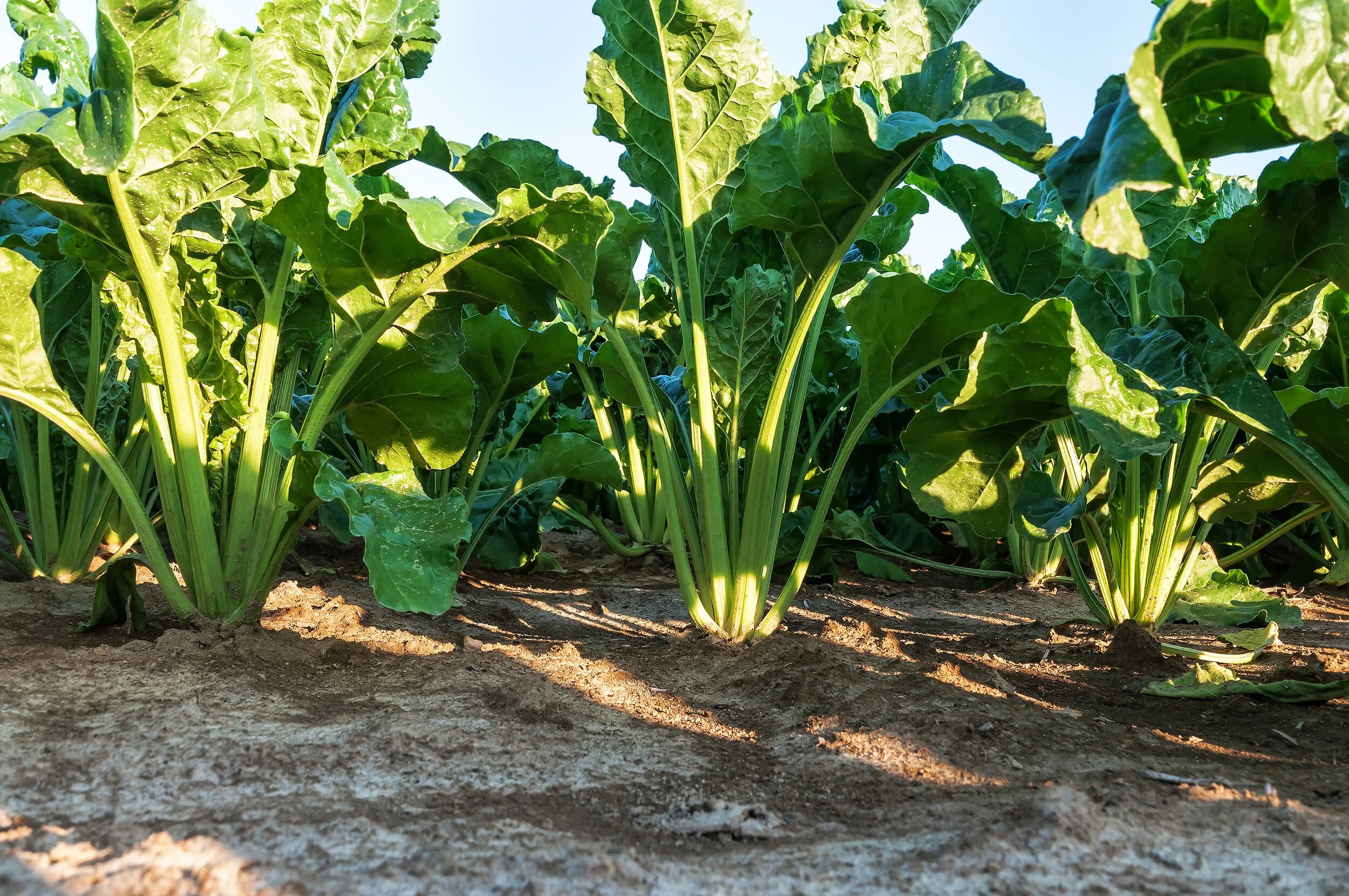 Re-introduction of sugar beet to Scotland takes significant step forward