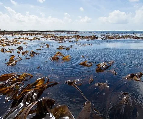 SSIA Seaweed Conference