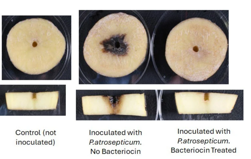 Saving potatoes from bacterial disease