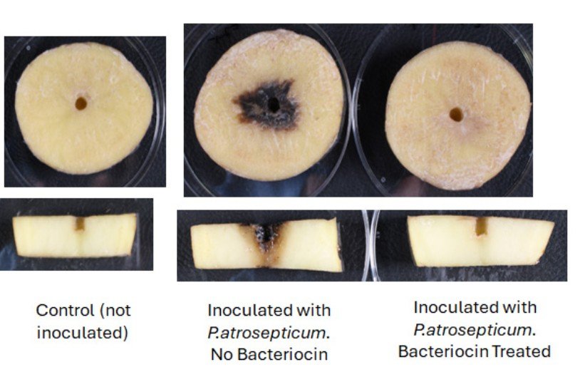 Blackleg disease and soft rots,