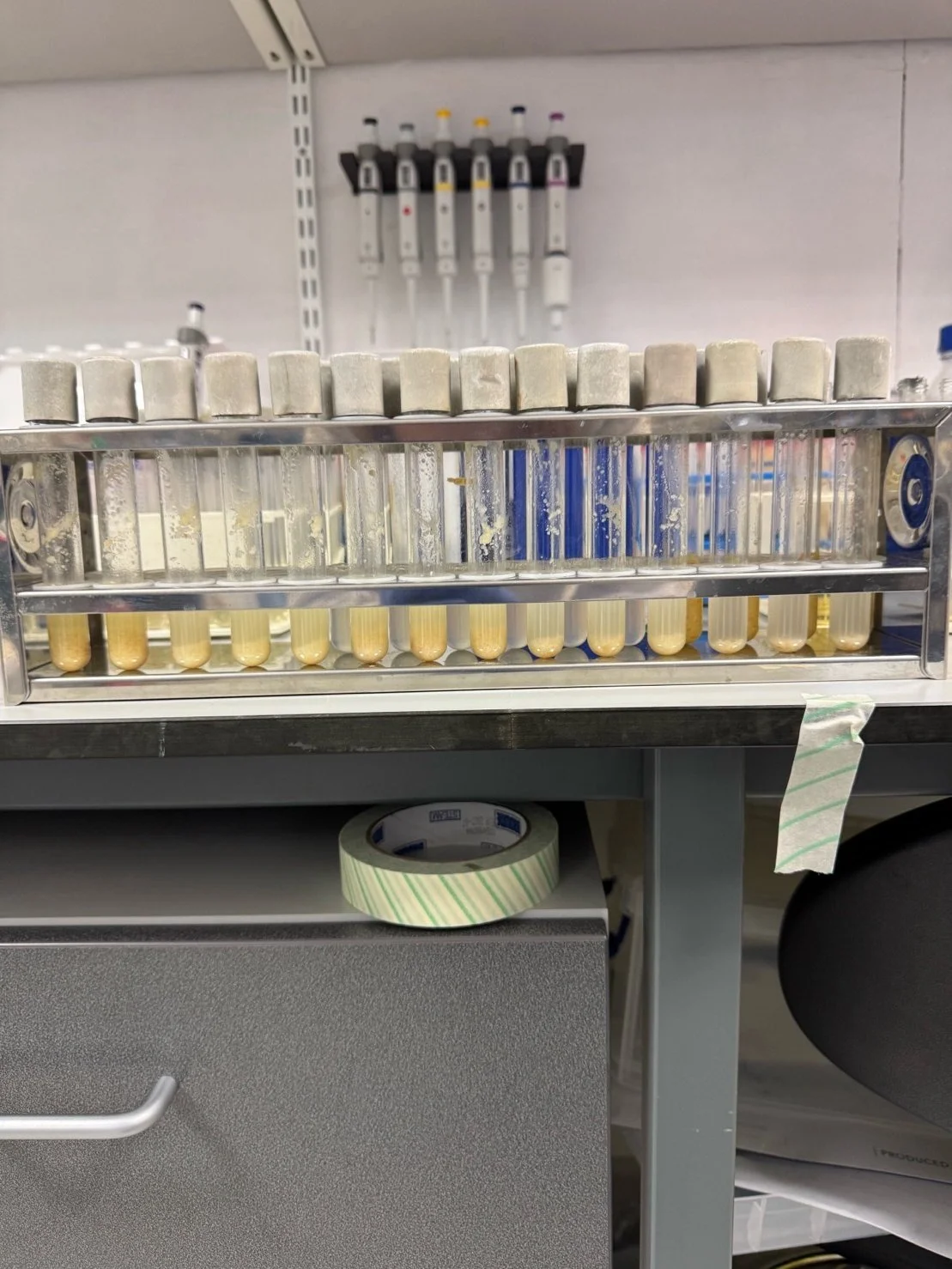 Growth assay assessing whether or not the cultures could grow on the waste.