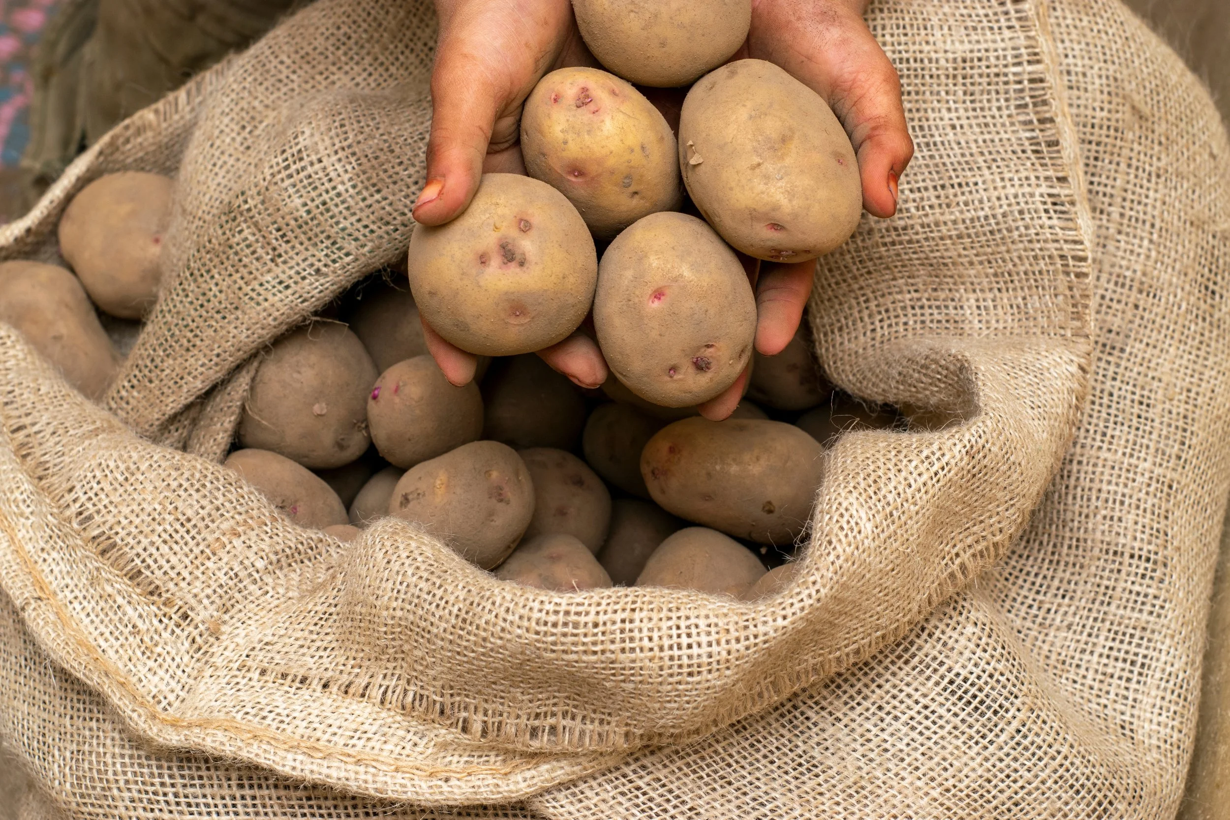 Scottish innovation takes root in fight against potato disease