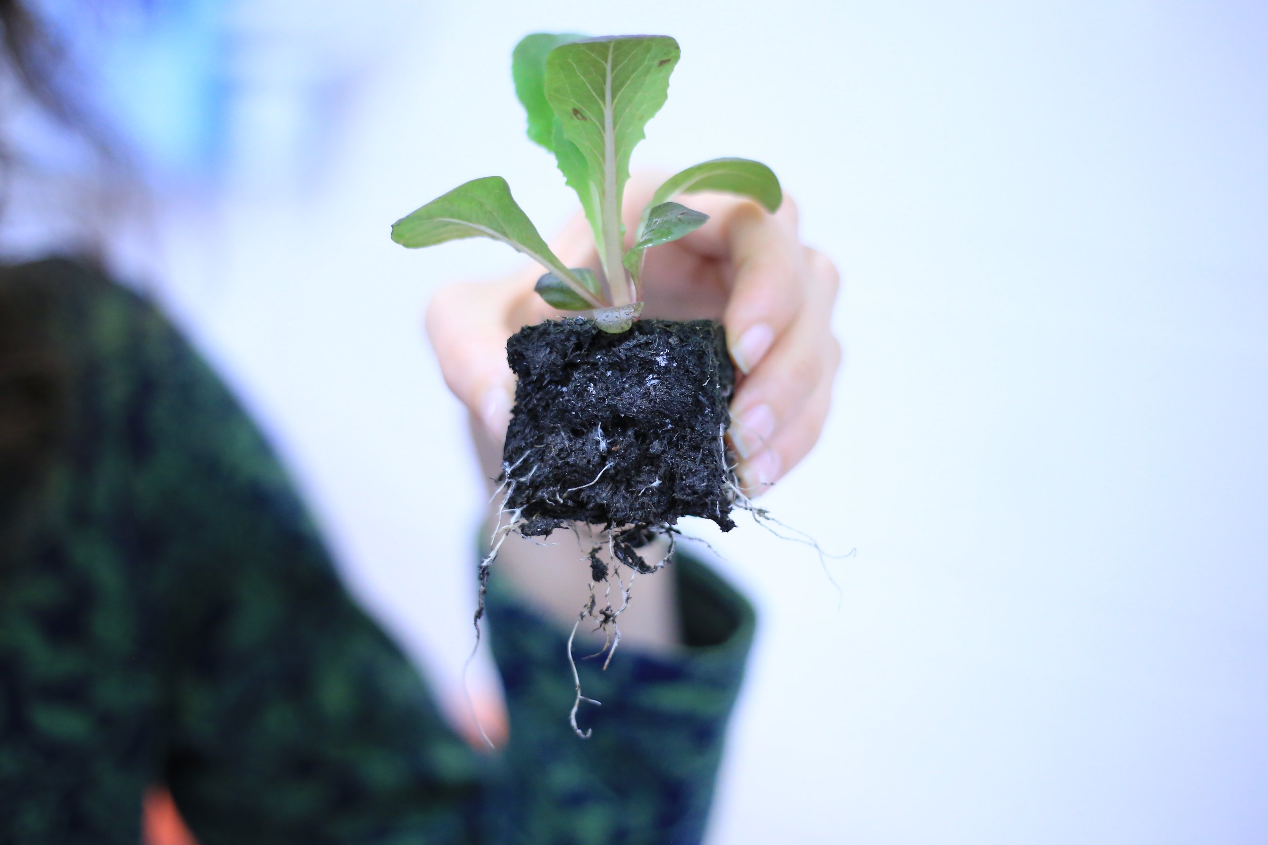 From Fleece to Flora: SilviBio is Unlocking Sheep's Wool as a Value-Add Technical Fibre for Commercial Plant Production