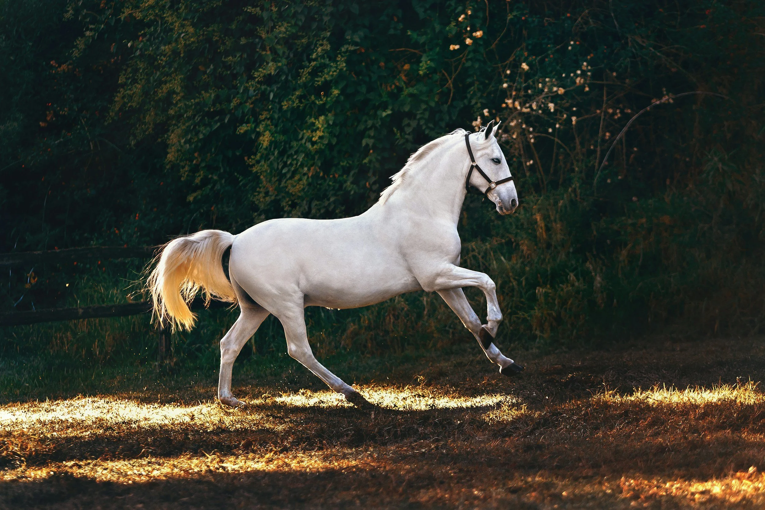 Un caballo blanco galopando en un campo con fondo de árboles y follaje oscuro, iluminación cálida