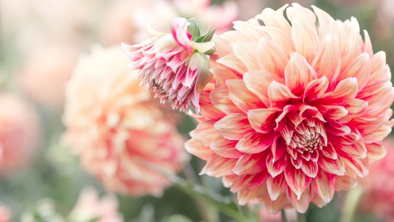 Close-up of pink and peach-colored dahlias in a garden.
