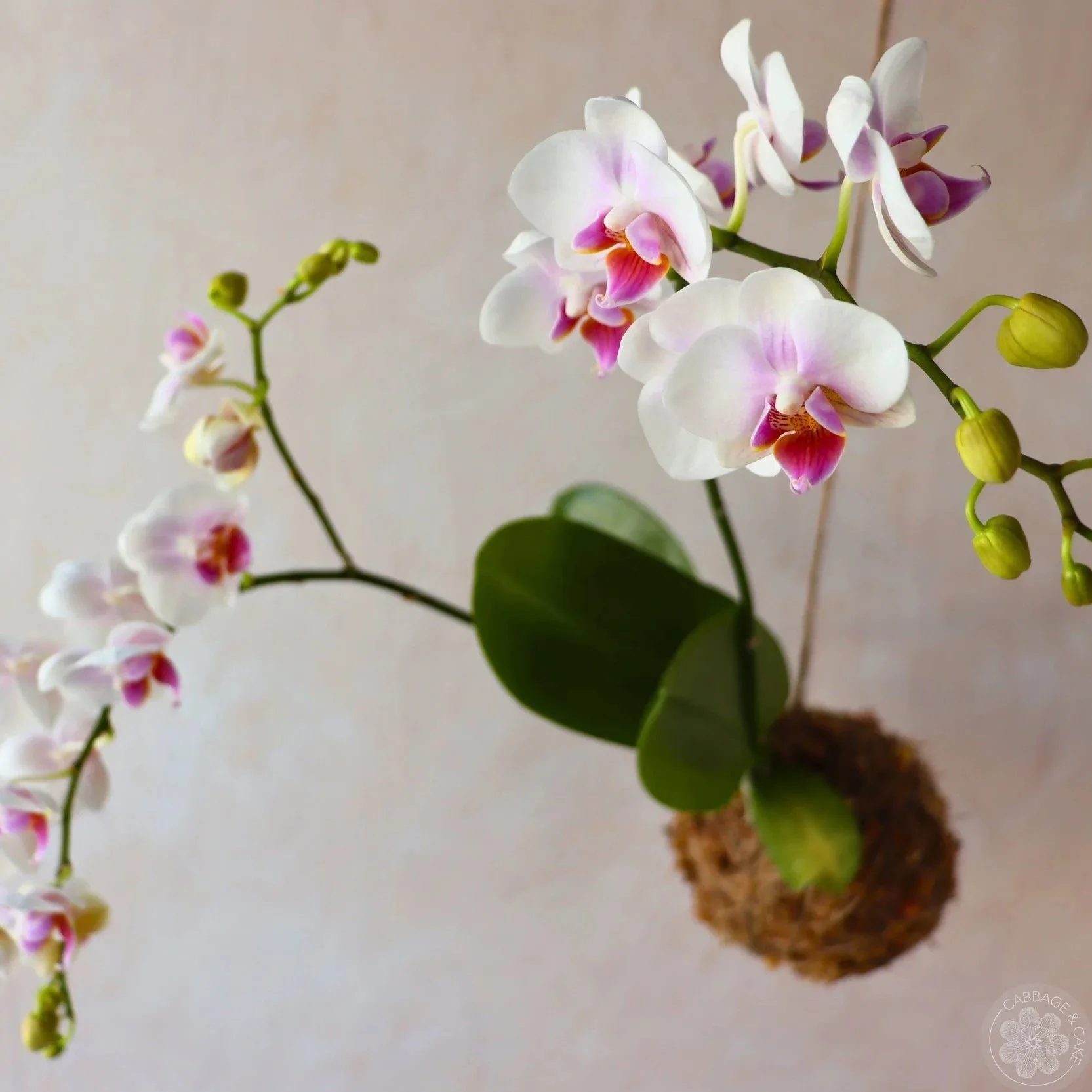 HANGING ORCHID KOKEDAMA