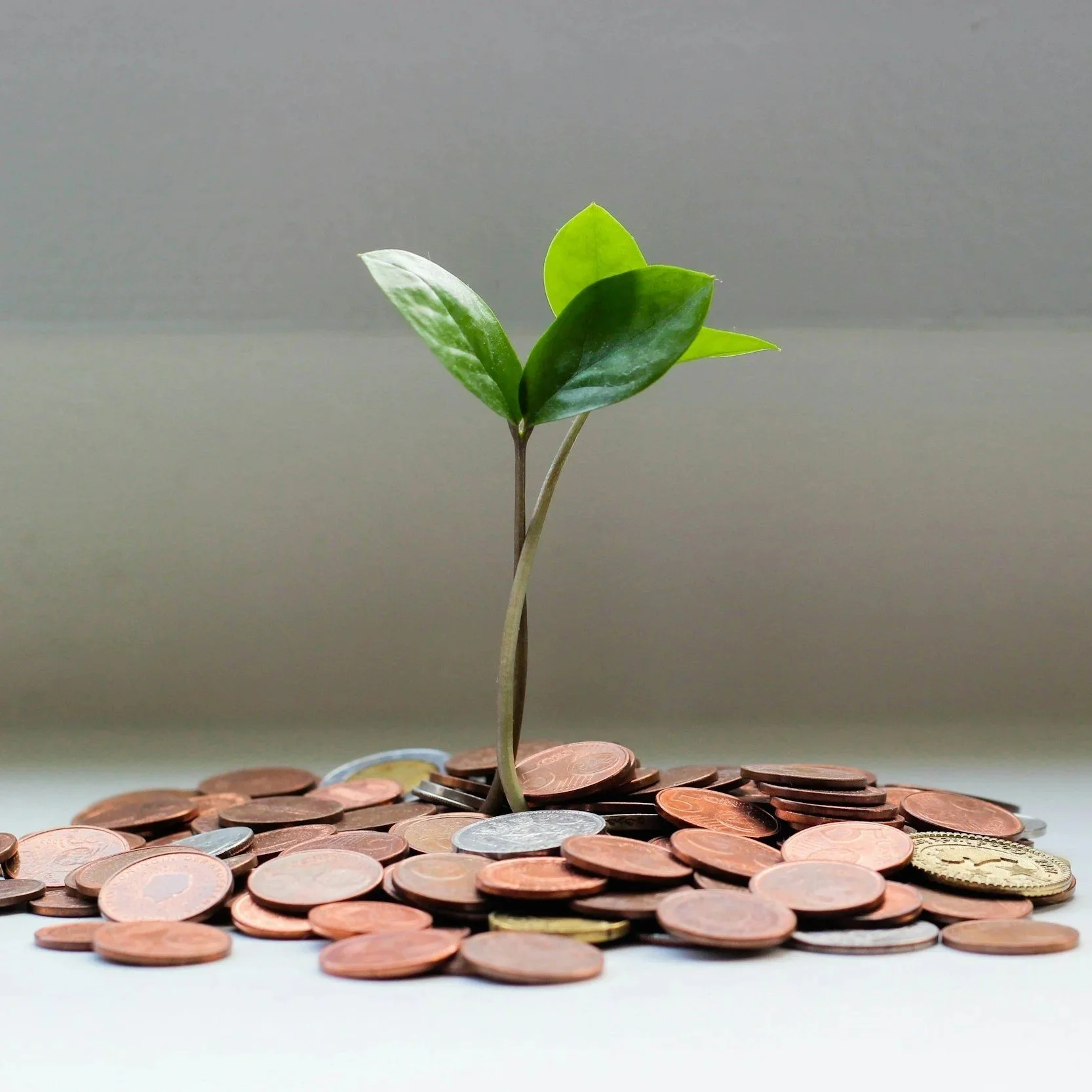A small green plant growing from a pile of various coins.