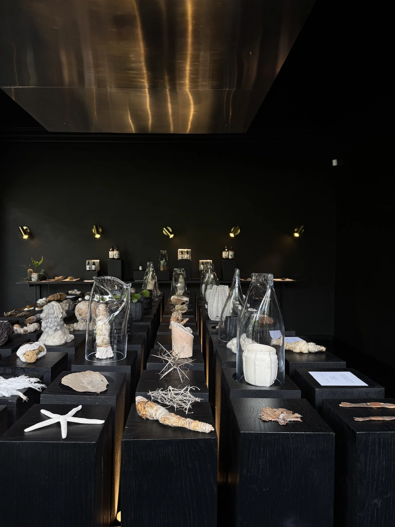 Display of sea-themed artifacts and shells in a dark room with black walls and spotlighting.