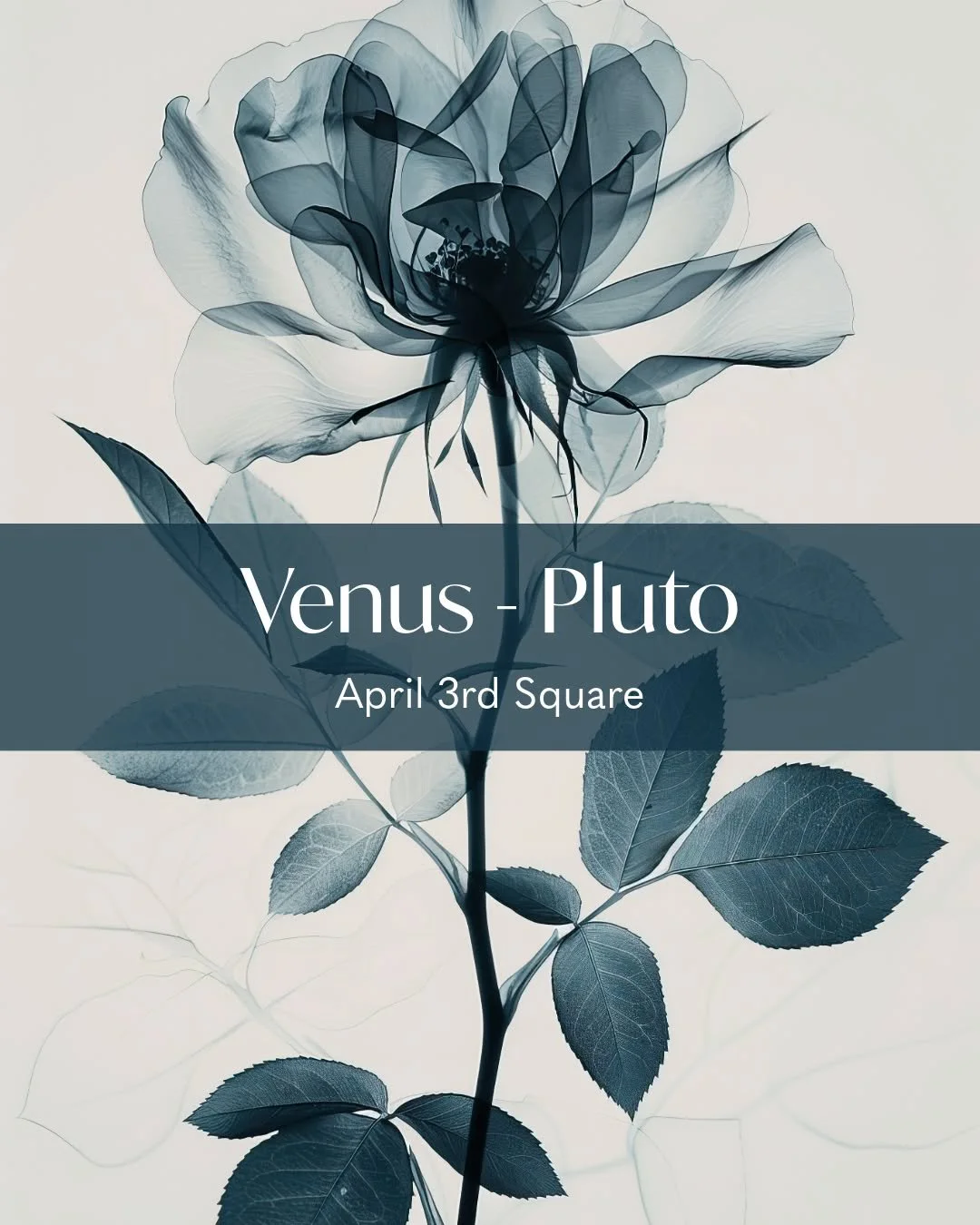 VENUS SQUARE PLUTO &bull; APRIL 3
Venus in Taurus vs. Pluto in Aquarius

The Venus themed week continues!!

This transit is not soft.
It&rsquo;s seductive. It&rsquo;s confrontational. It&rsquo;s transformative.

With Venus in Taurus, Venus is at home