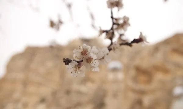 Fleurs blanches sur une branche sur un fond de paysage couleur beige