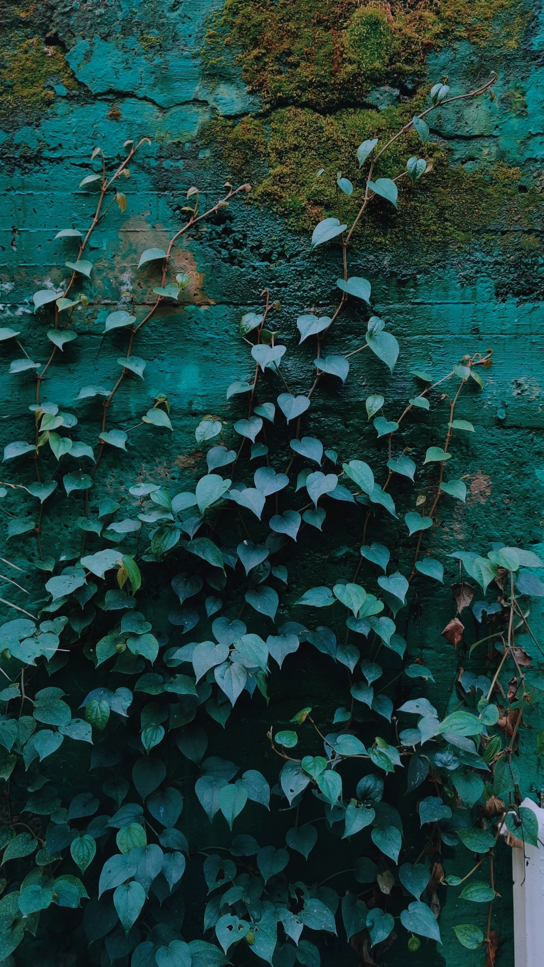 Feuilles grimpantes le long d'un mur, répétition de pattern