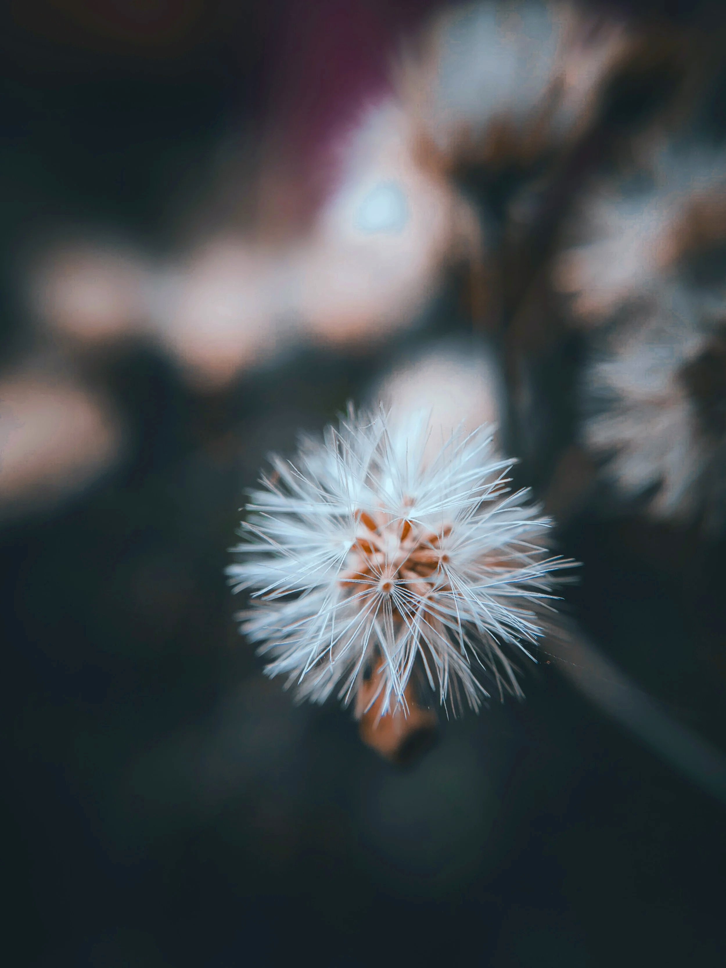 Pissenlit blanc sur un fond de couleur sombre et pastel