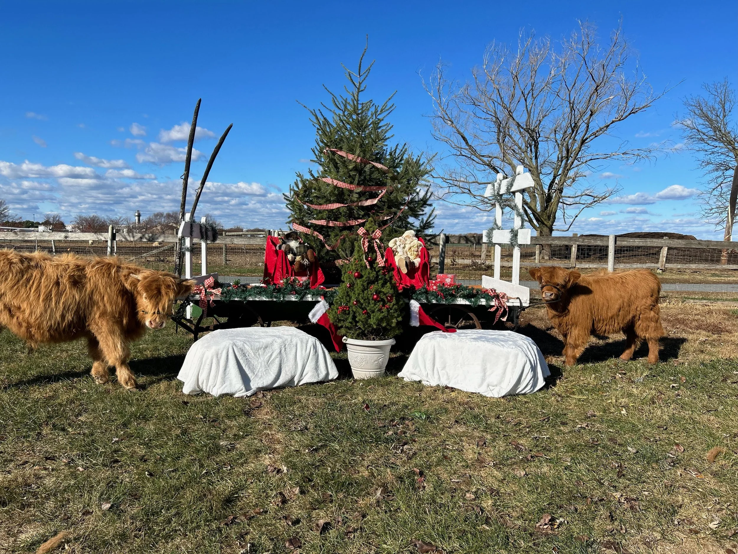 Holiday Photos With Highland Cows