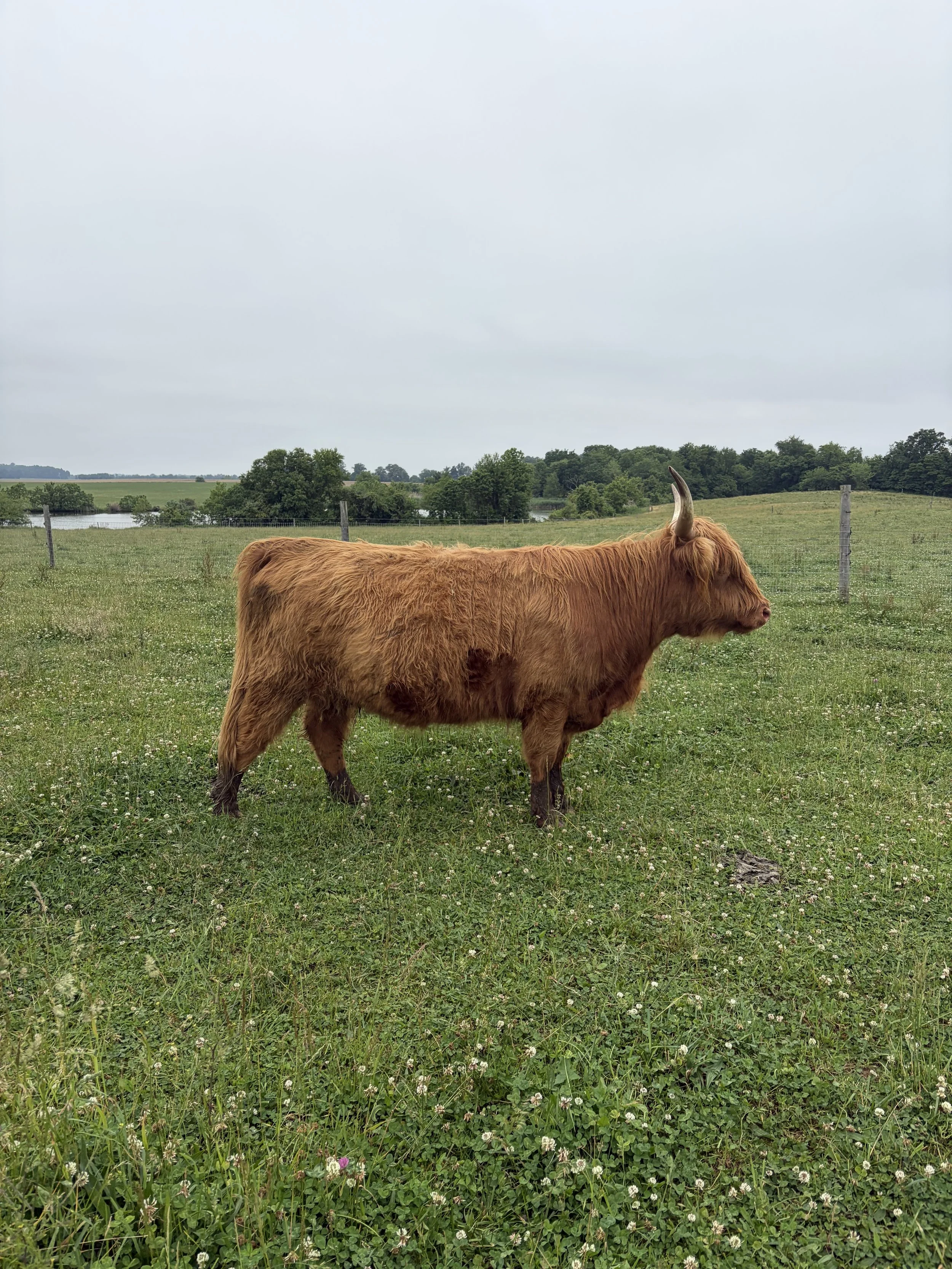 Mid Atlantic Highland Association Breeders Sale