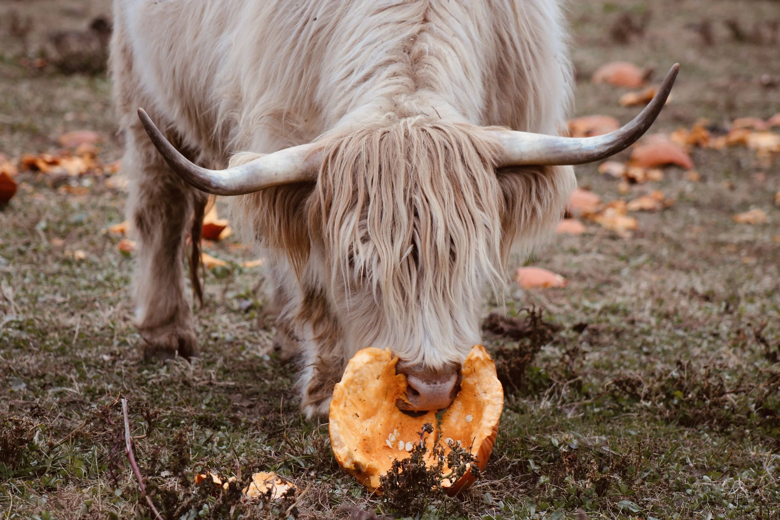 Fall Photos With Highland Cows