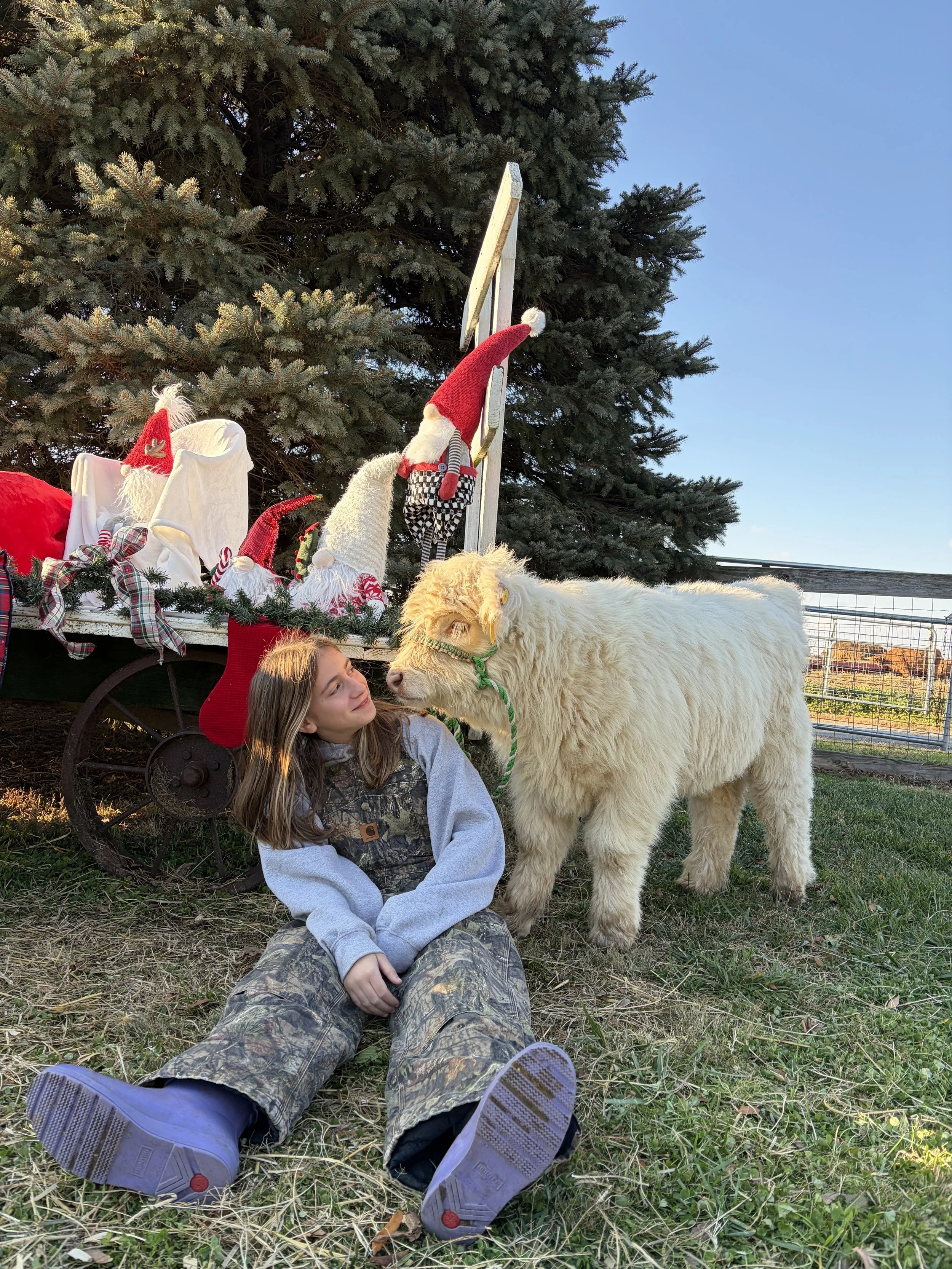 Holiday Photos With Highland Cows 