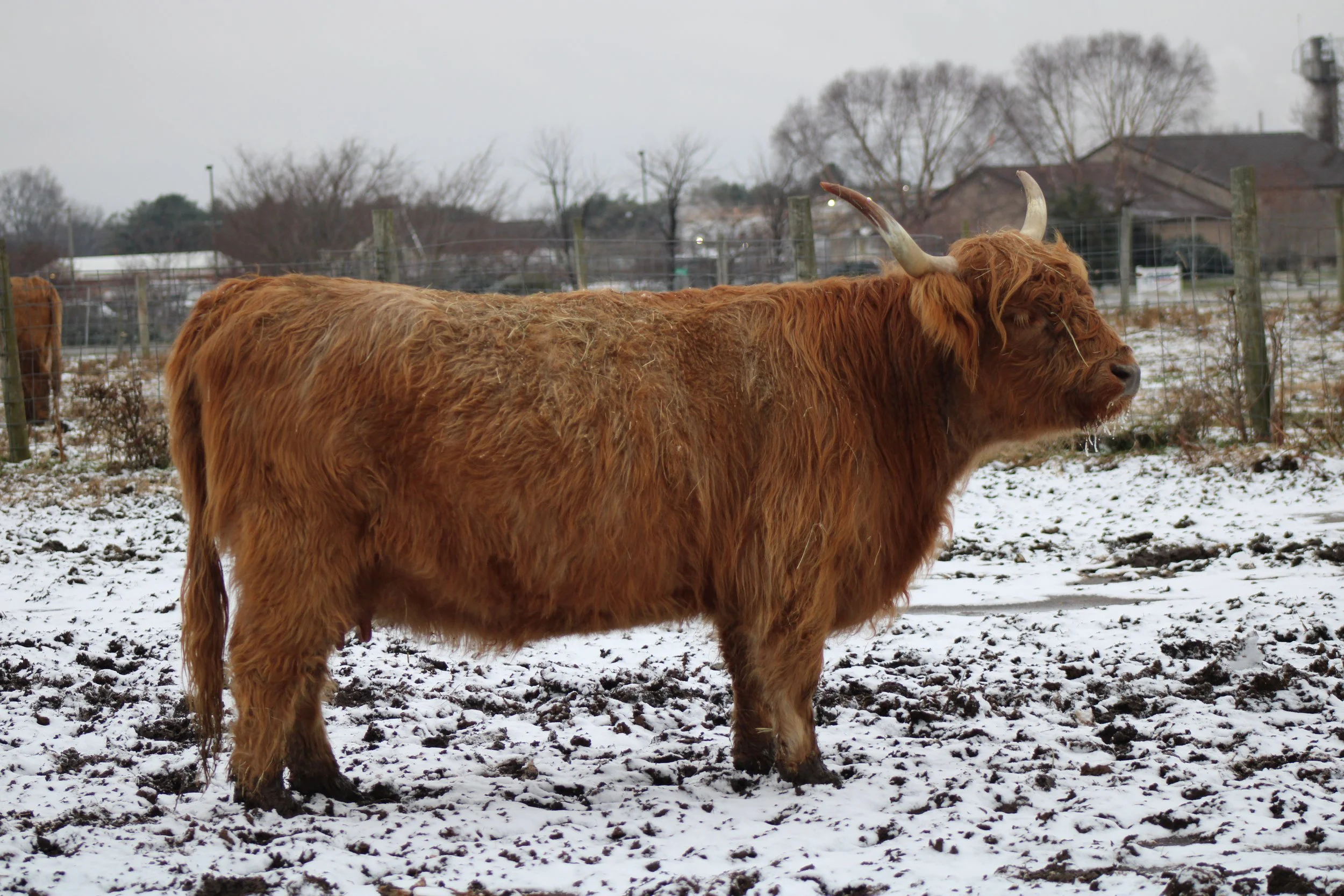 Running W Twinkle Toes