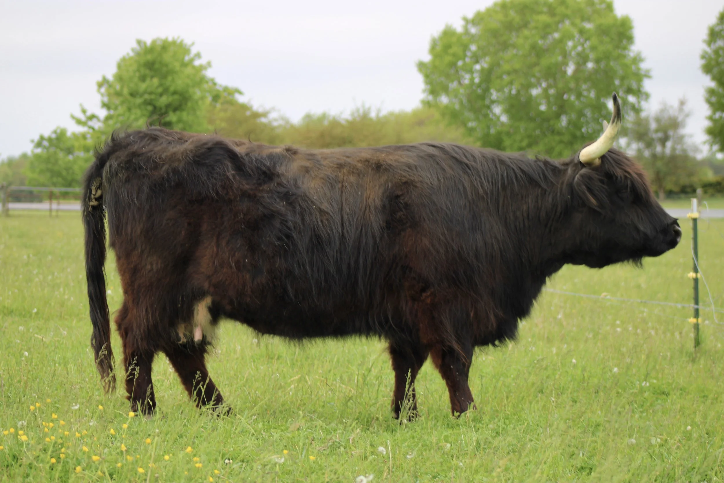 Grace of Klaver Farmstead