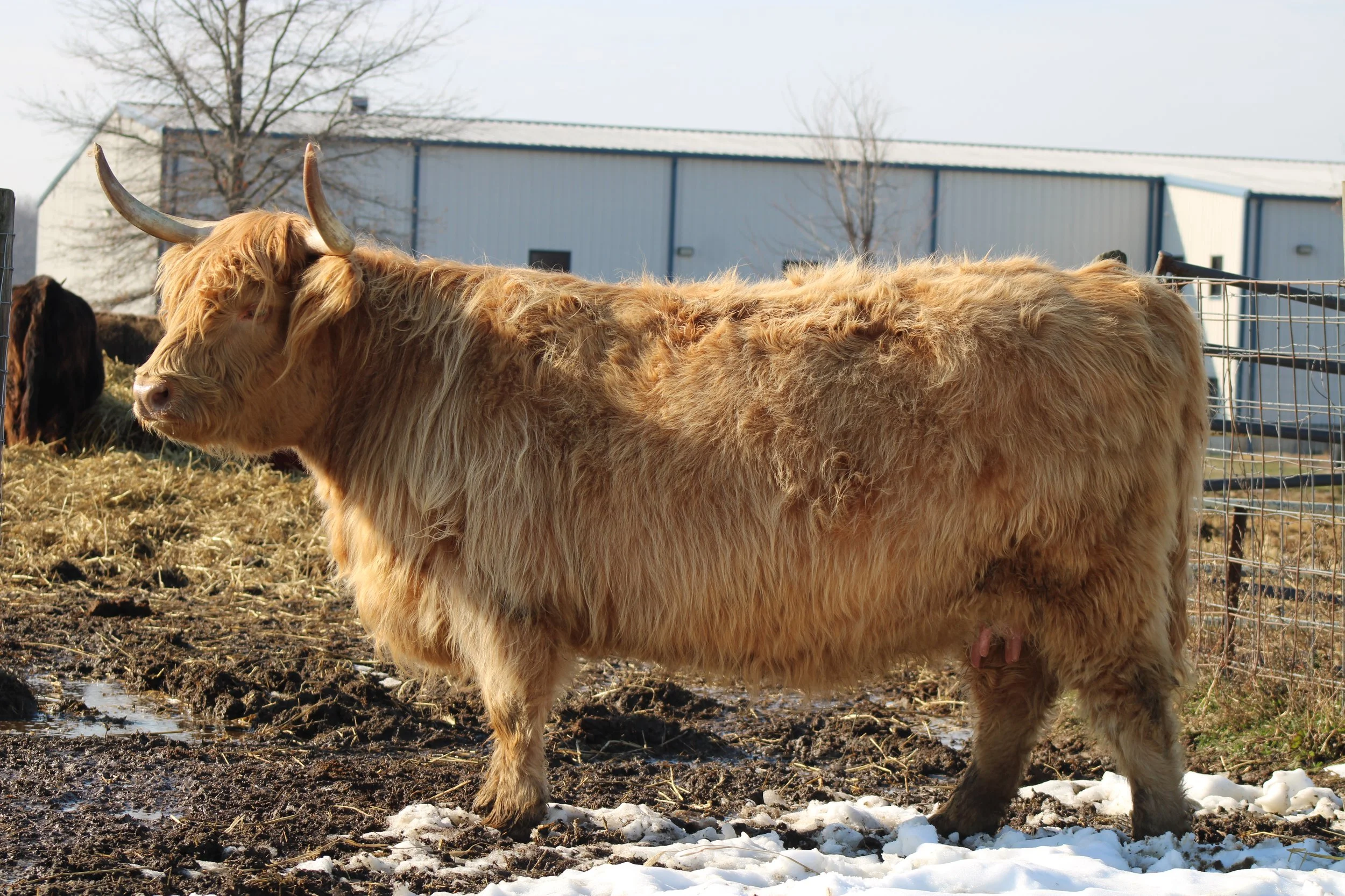 Running W Golden Poppie