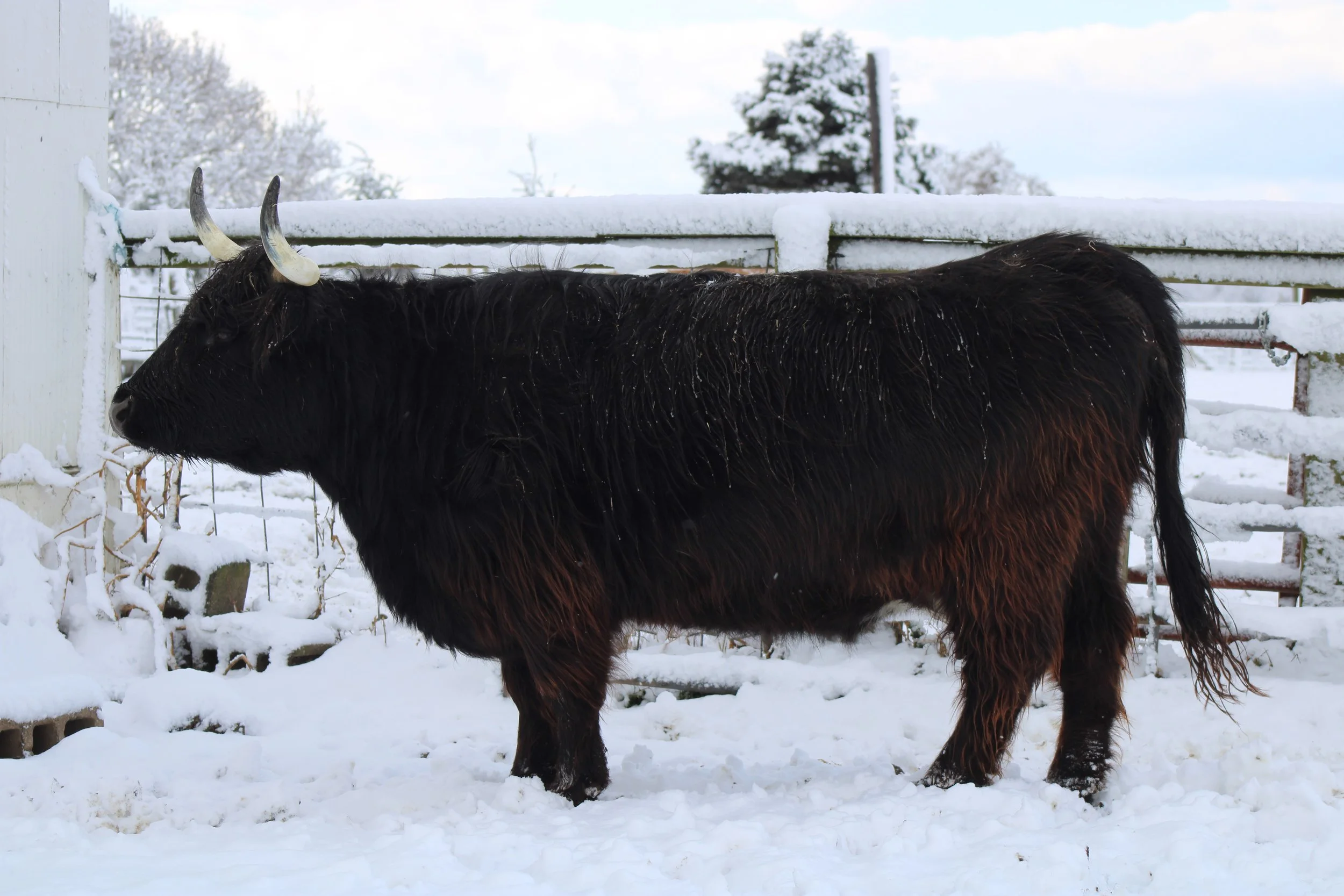 Grace of Klaver Farmstead