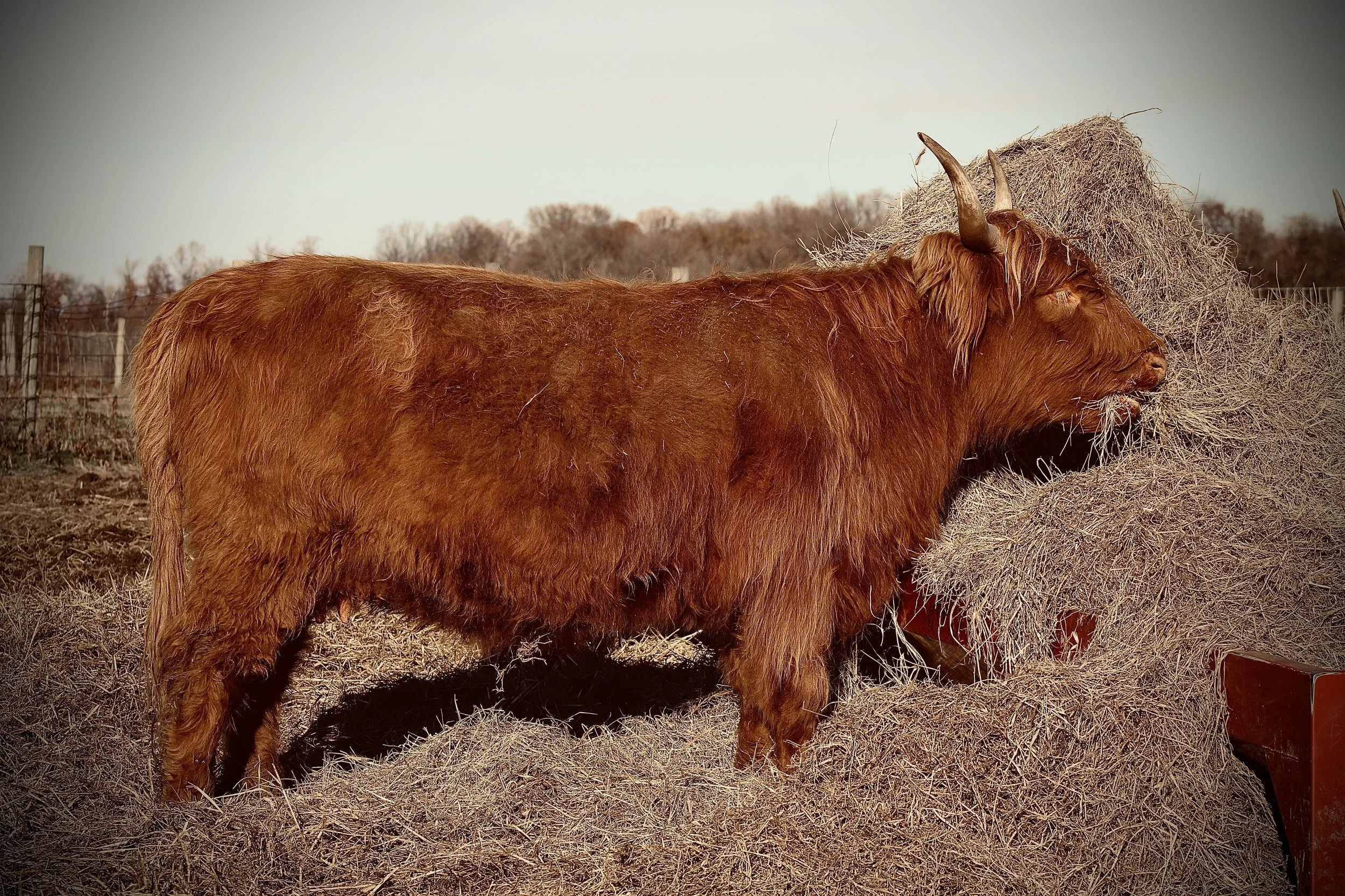 Running W Evangeline