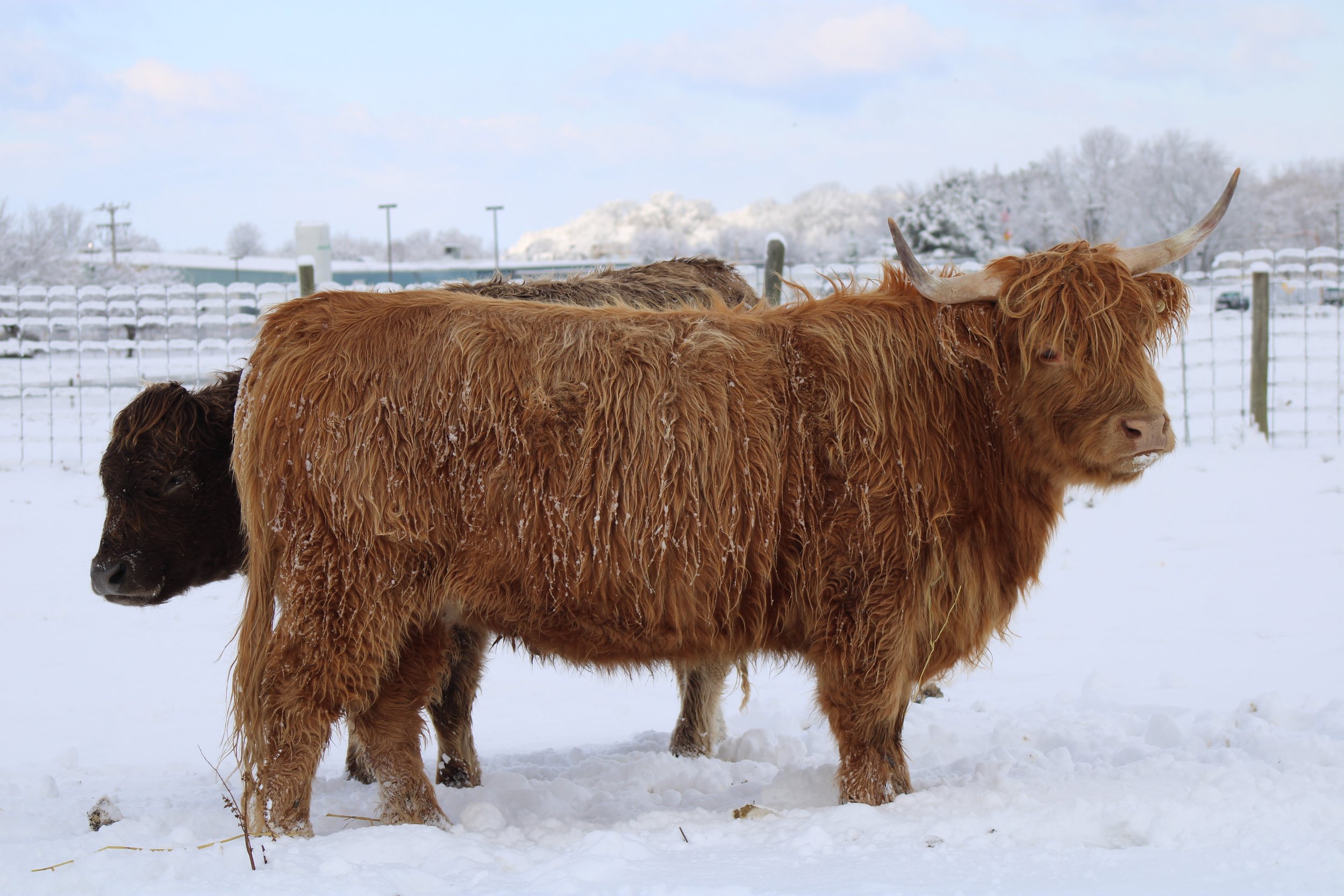 Running W Periwinkle