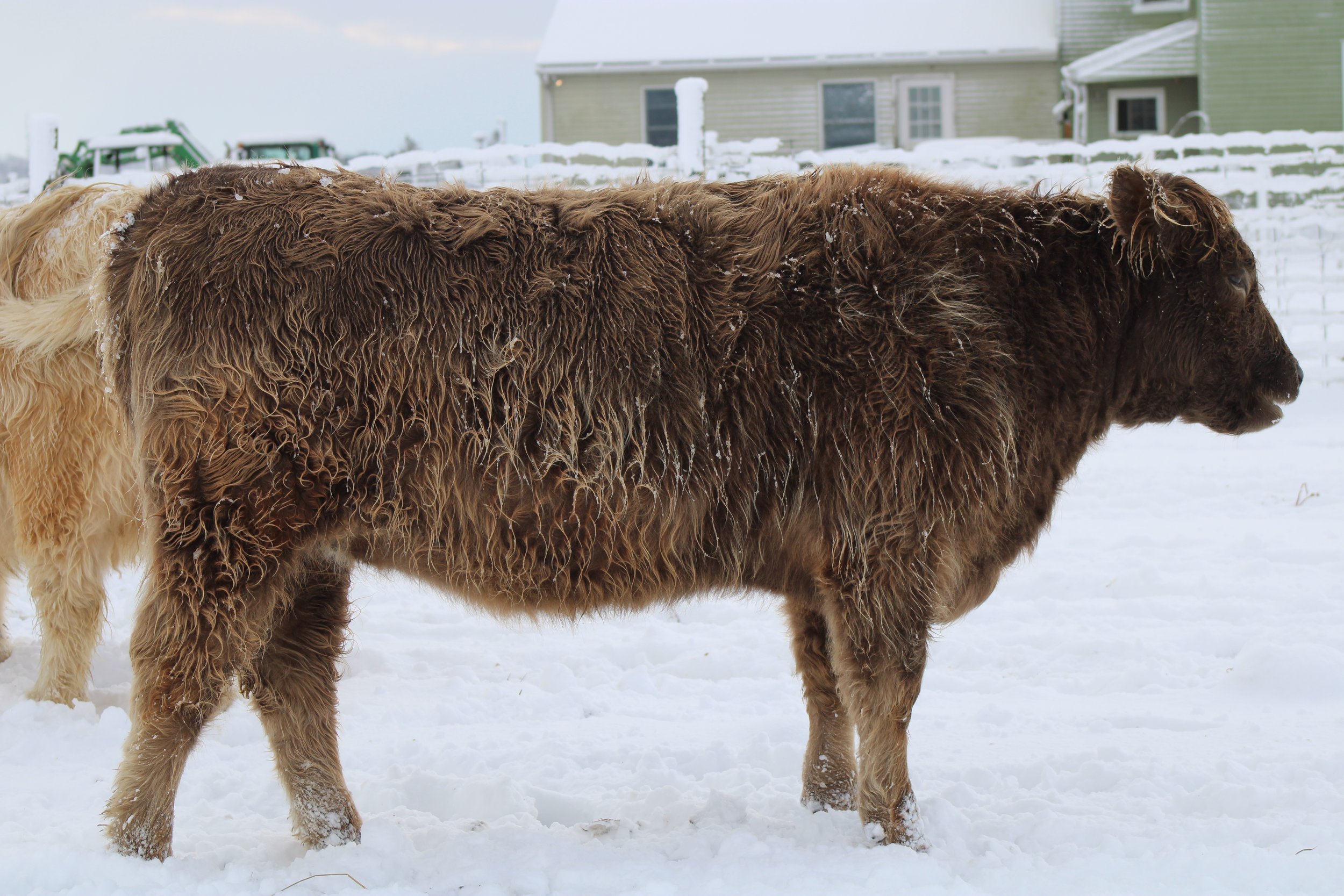 MFF Last Chance Tina