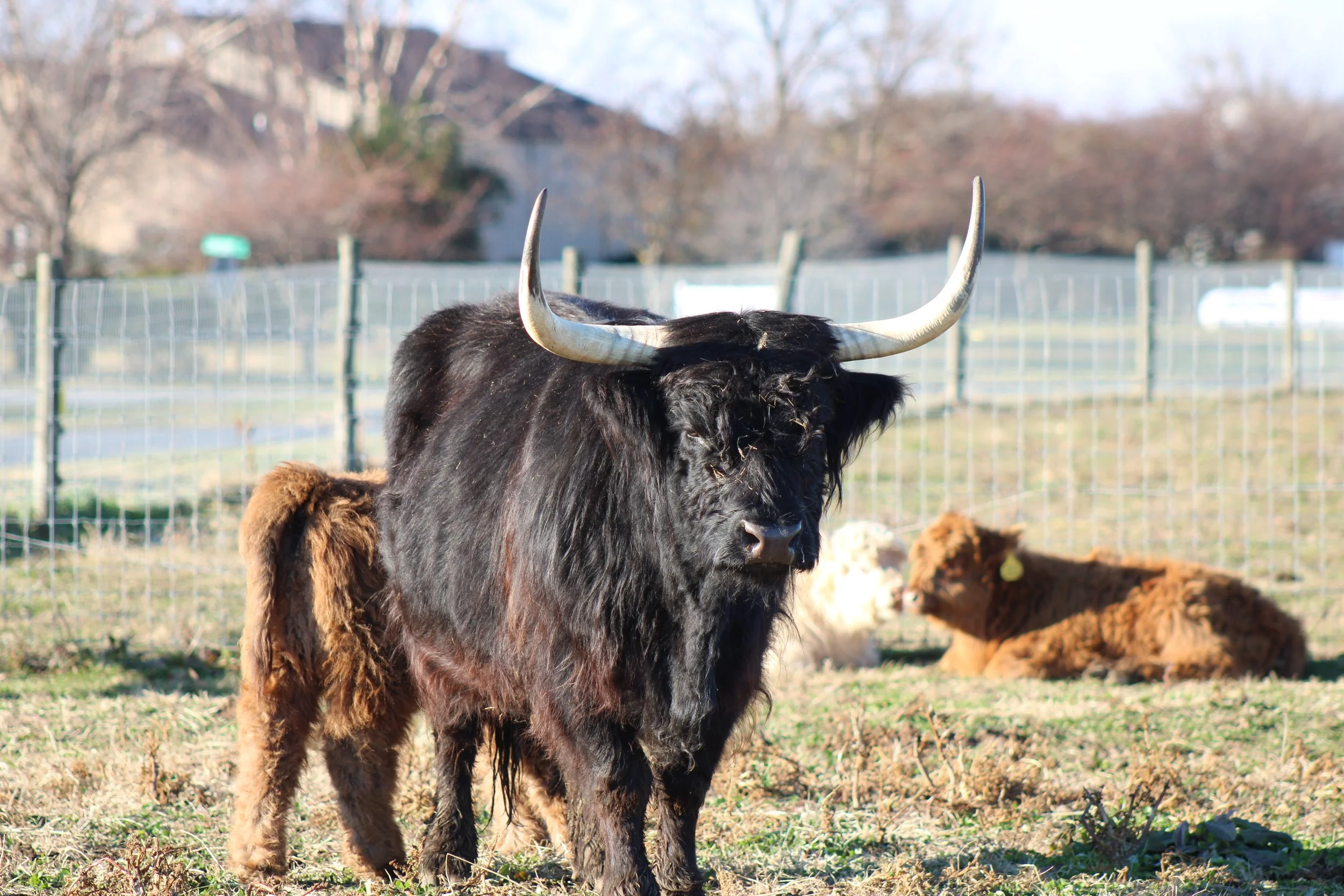 Running W Maggie May