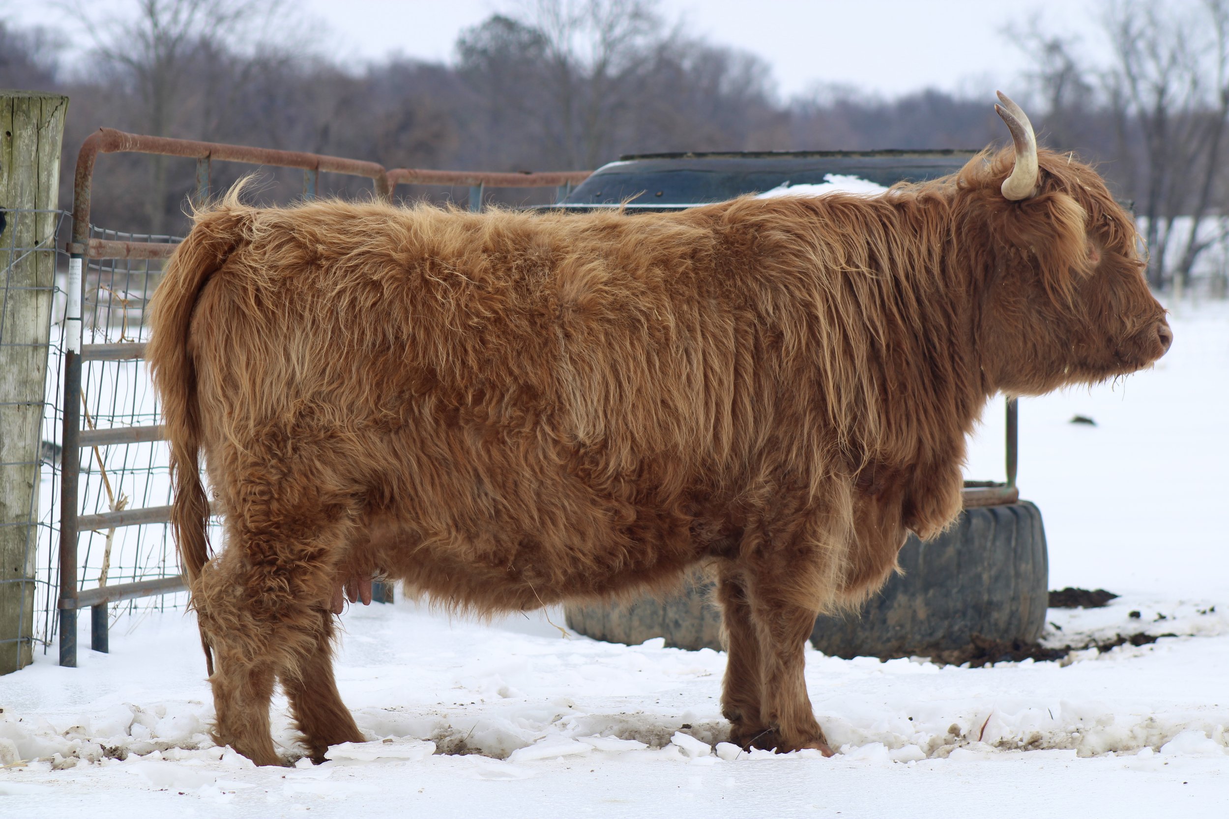 Running W Raspberry Eclaire