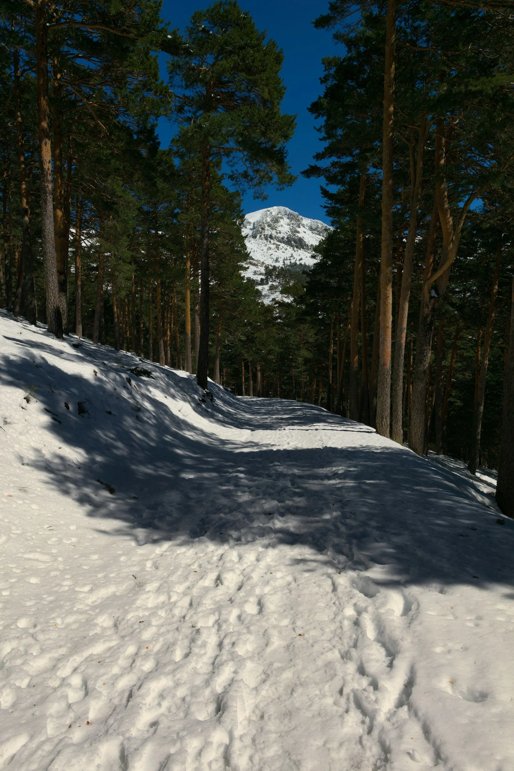 Schneebedeuter Wanderweg in einem Nadelwald mit Berggipfel im Hintergrund, sonnig und klarer Himmel.
