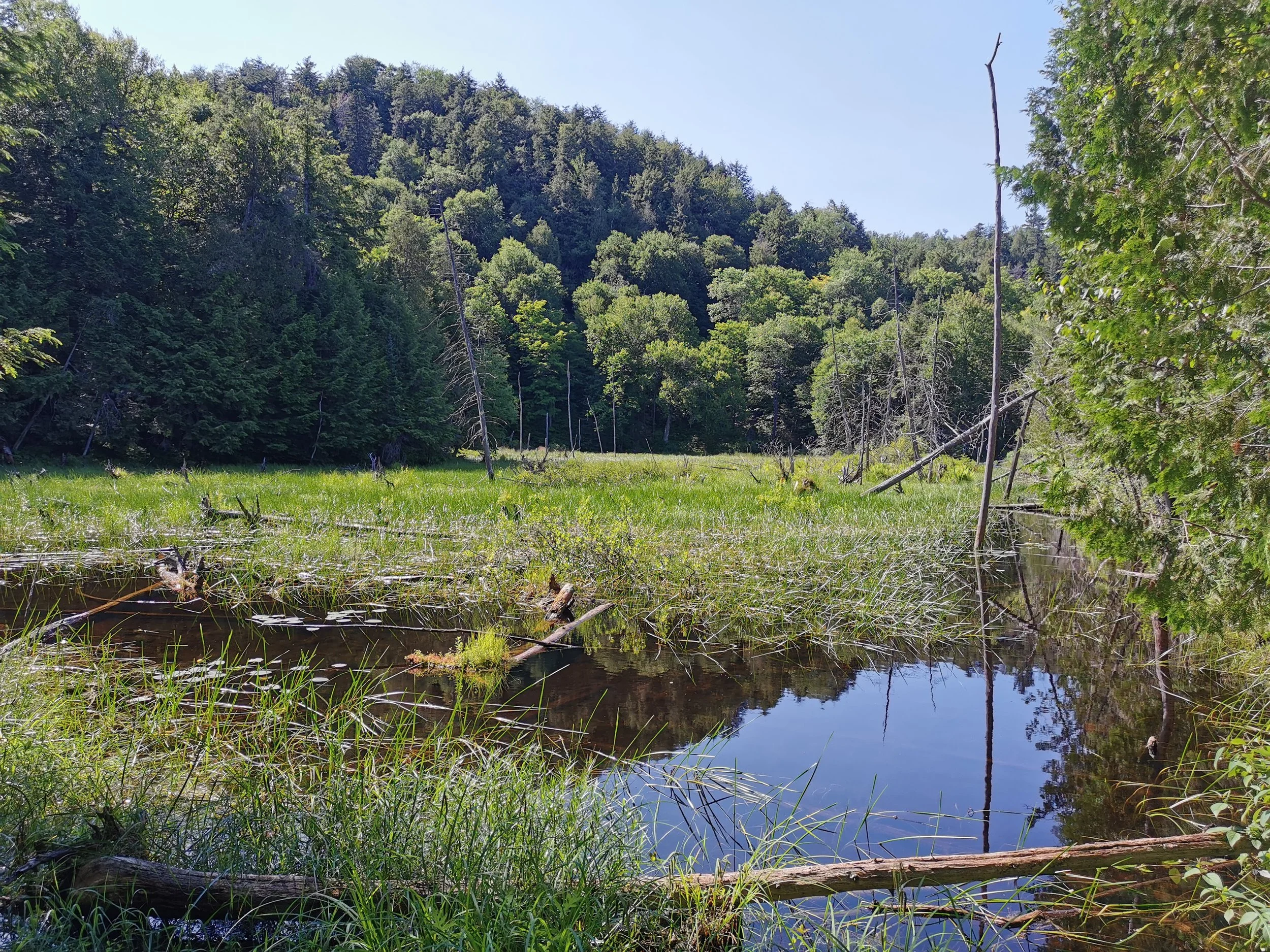 A wetland area with tall grasses, small pond, and a forested hillside in the background under a clear blue sky.